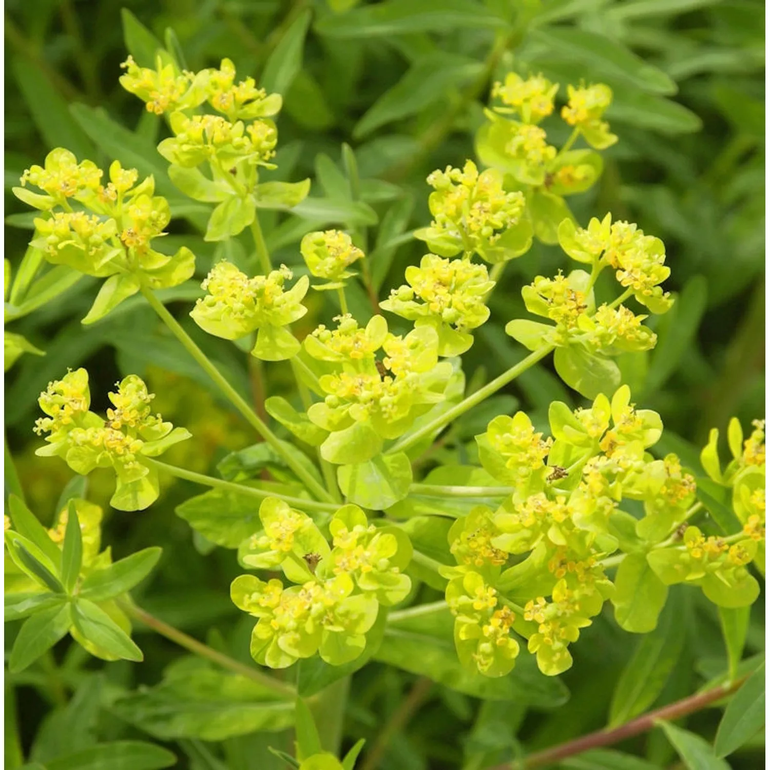 Sumpf-Wolfsmilch Teichlaterne - Euphorbia palustris günstig online kaufen