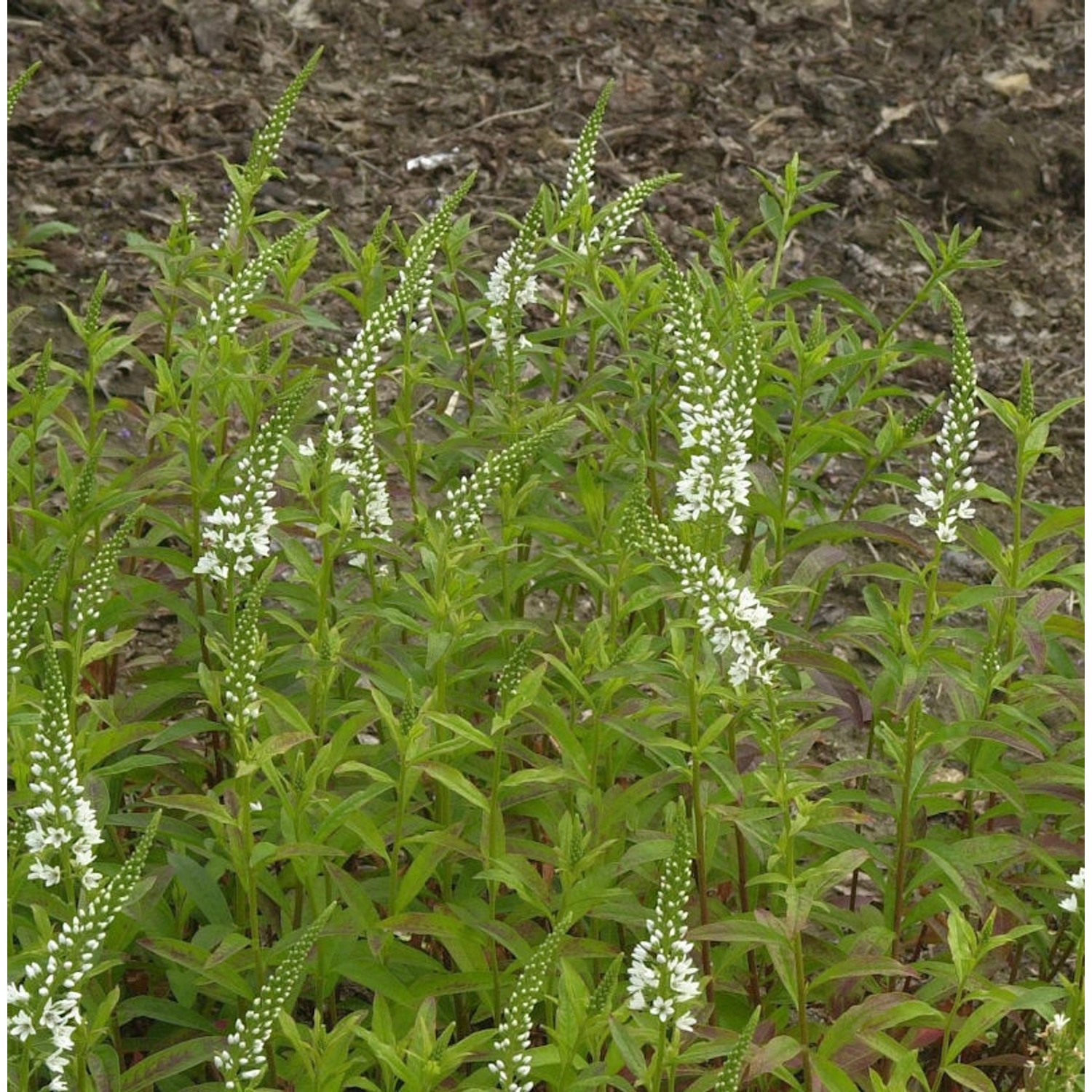 Spanischer Felberich - Lysimachia ephemerum günstig online kaufen