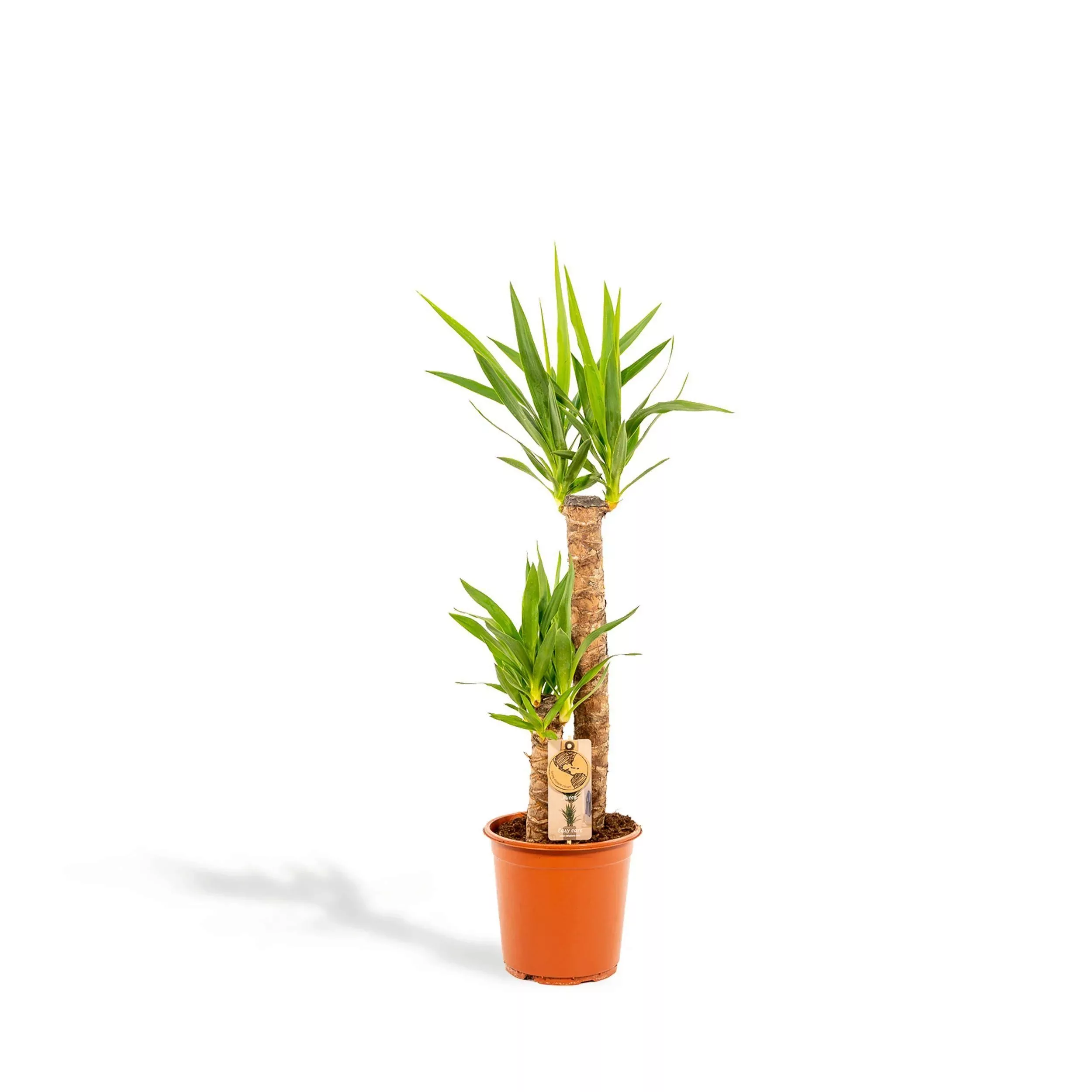 Hello Plants | Palmlilie Newa günstig online kaufen