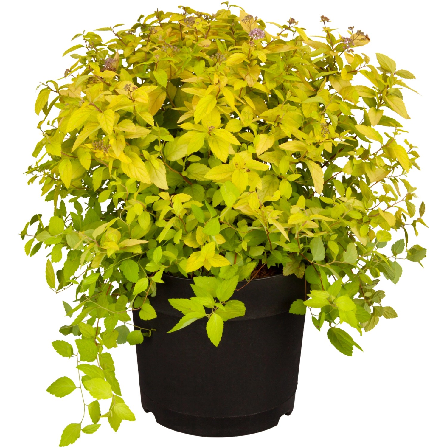 Sommerspiere Goldflame Gelb Höhe ca. 25 - 30 cm Topf ca. 3 l Spiraea günstig online kaufen