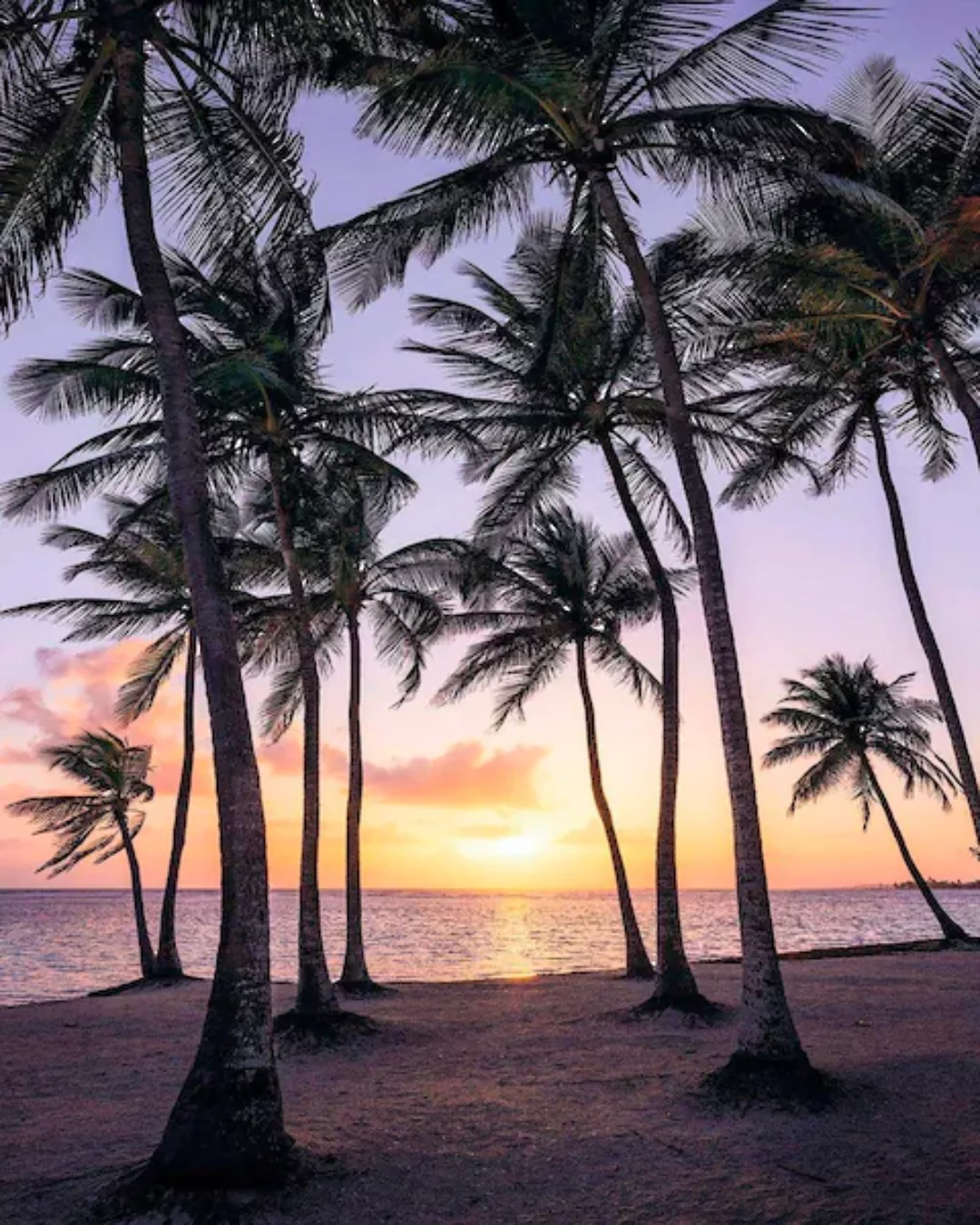 Komar Vliestapete »Palmtrees on Beach« günstig online kaufen