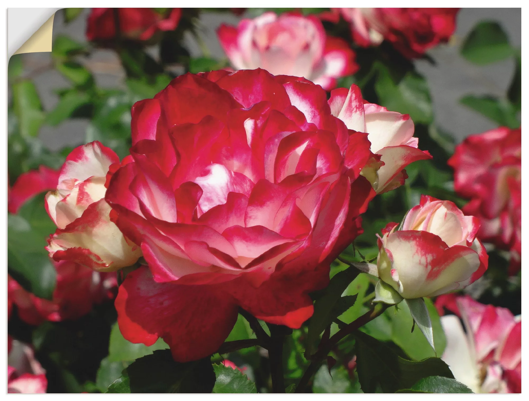 Artland Wandbild "Rot weiße Rosenblüte", Blumen, (1 St.), als Poster, Wanda günstig online kaufen