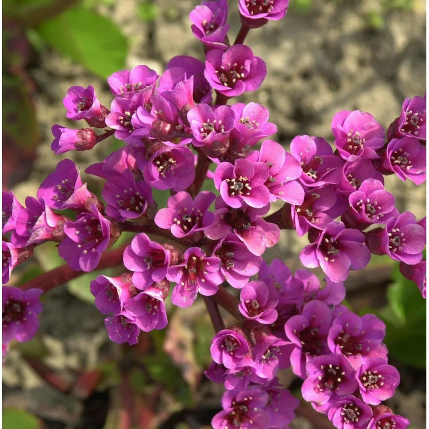 Bergenie Winterglut - Bergenia cordifolia günstig online kaufen