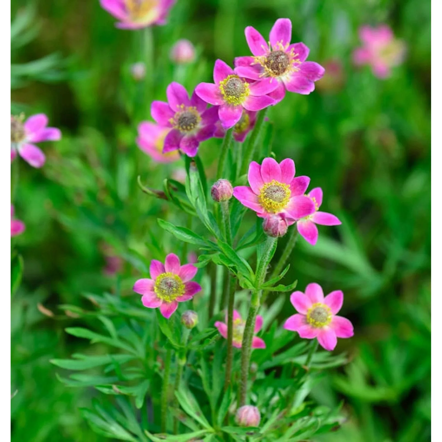 Windröschen Annabella Deep Rose - Anemone multifida günstig online kaufen