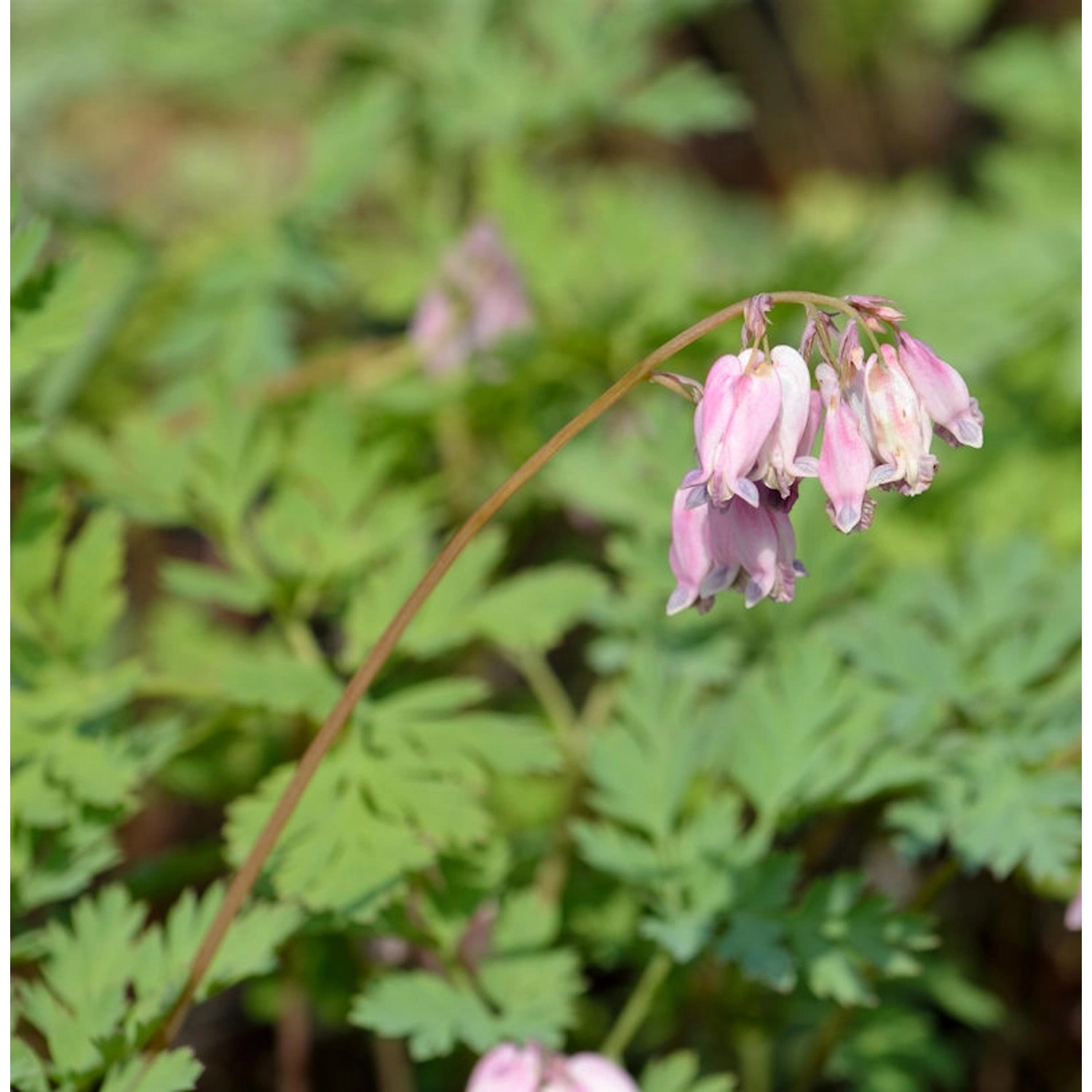 Tränendes Herz Cupid - Dicentra spectabilis günstig online kaufen