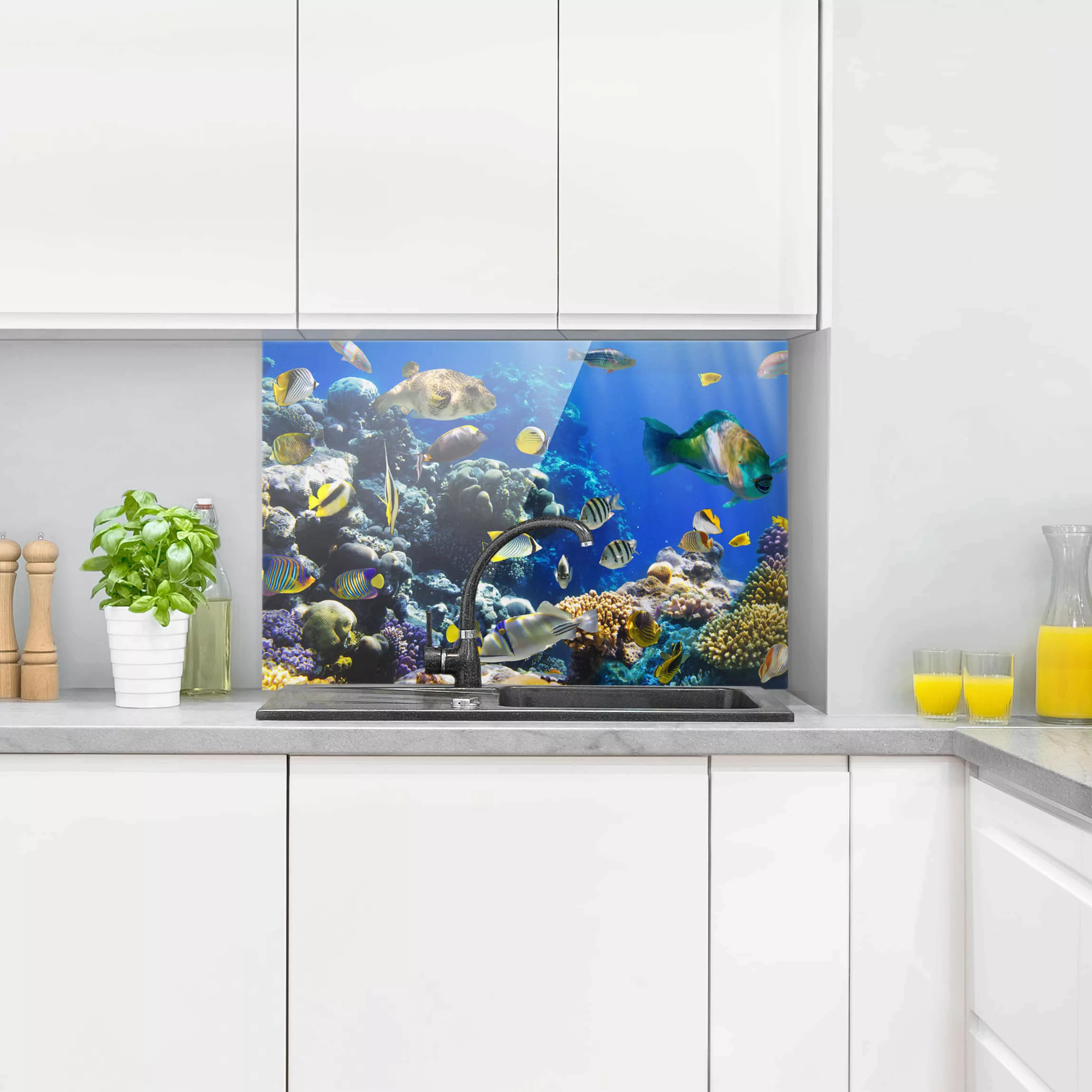 Glas Spritzschutz Tiere - Querformat 3:2 Underwater Reef günstig online kaufen