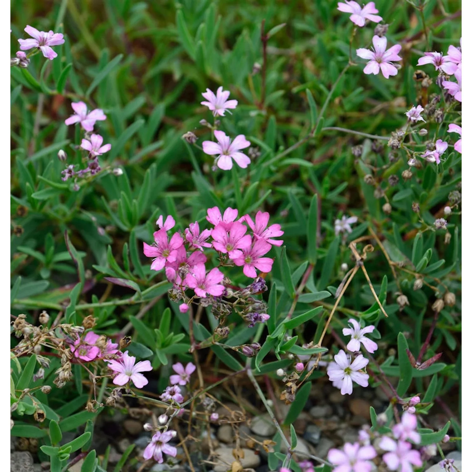 Teppich Schleierkraut Pink Star - Gypsophila repens günstig online kaufen