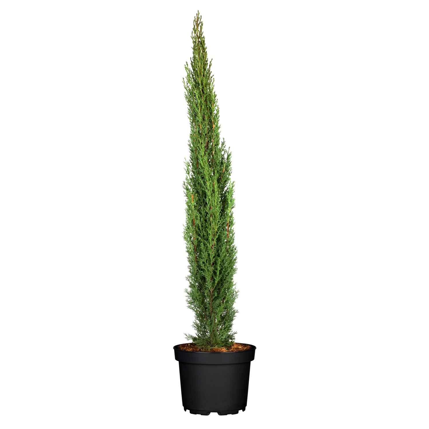 GROW by OBI Säulen-Zypresse Totem Höhe ca. 80 cm Topf ca. 10 l günstig online kaufen