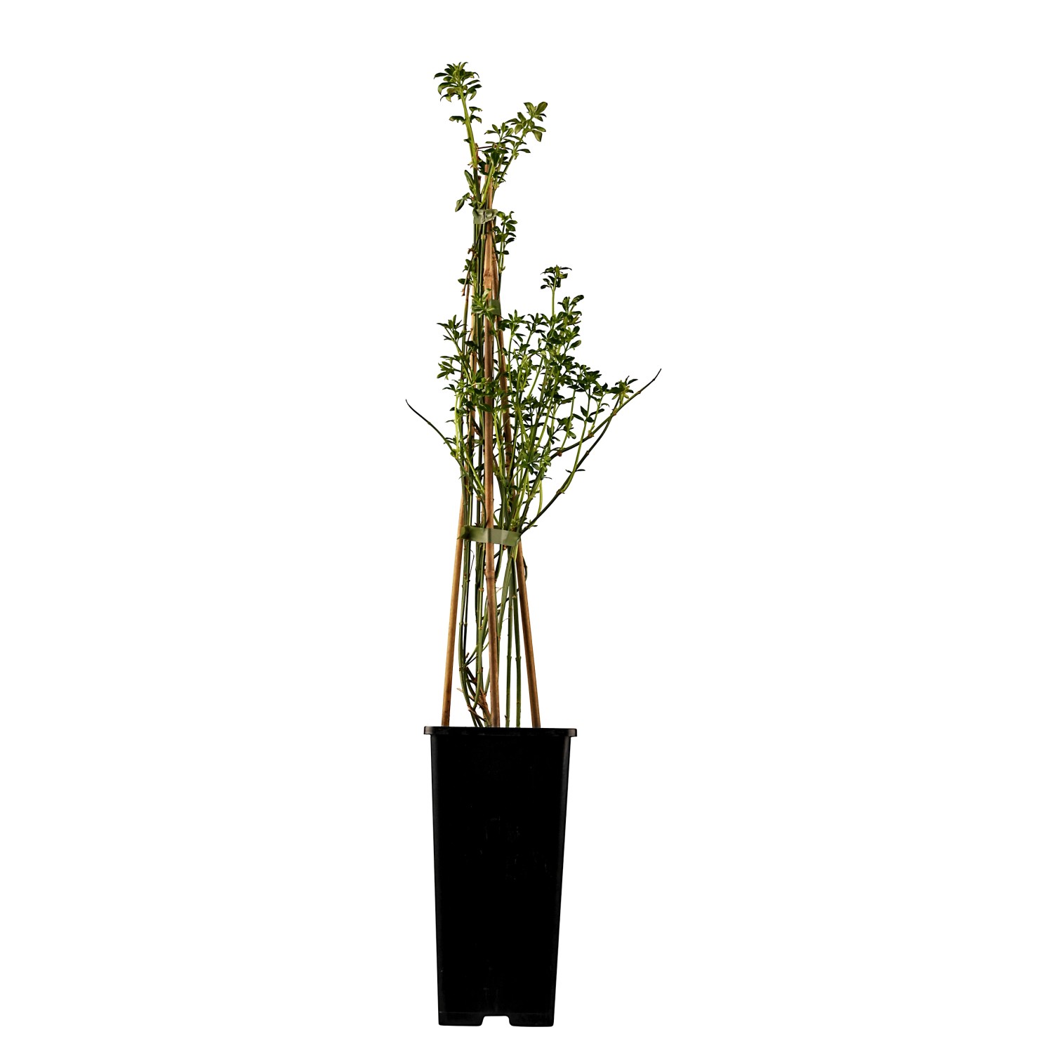 Winter-Jasmin Gelb Höhe ca. 30 - 40 cm Topf ca. 2 l Jasminum günstig online kaufen