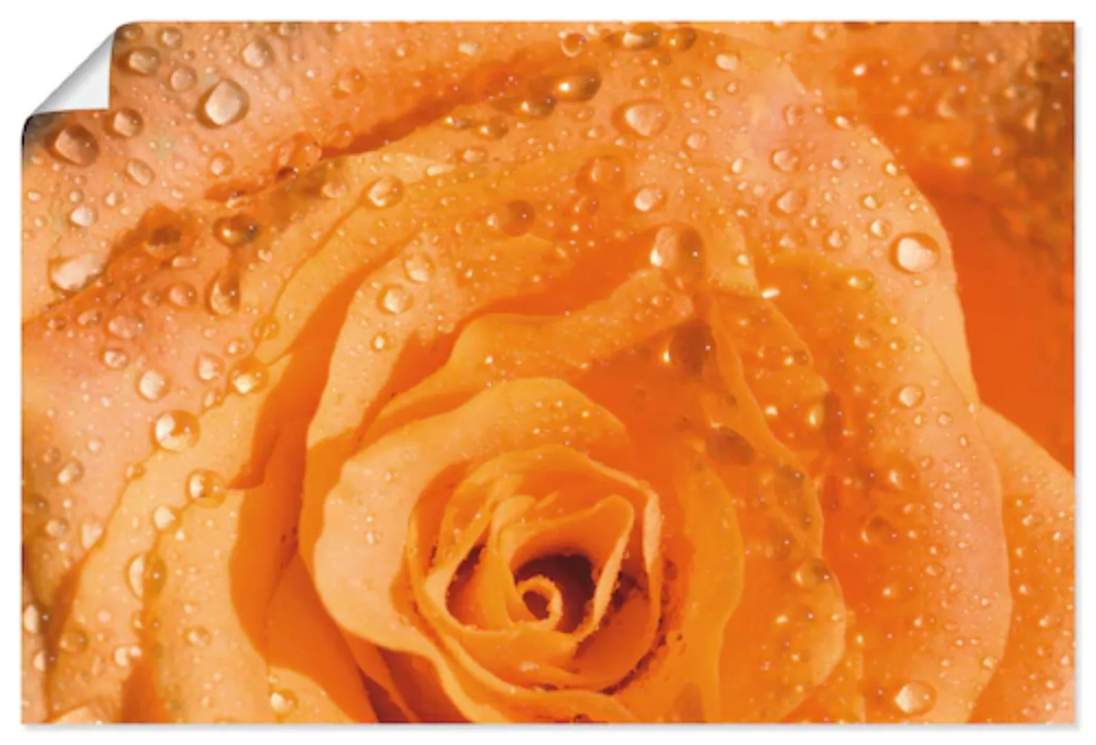 Artland Poster »Rose«, Blumen, (1 St.) günstig online kaufen