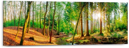 Reinders Deco-Panel "Sonniger Wald" günstig online kaufen