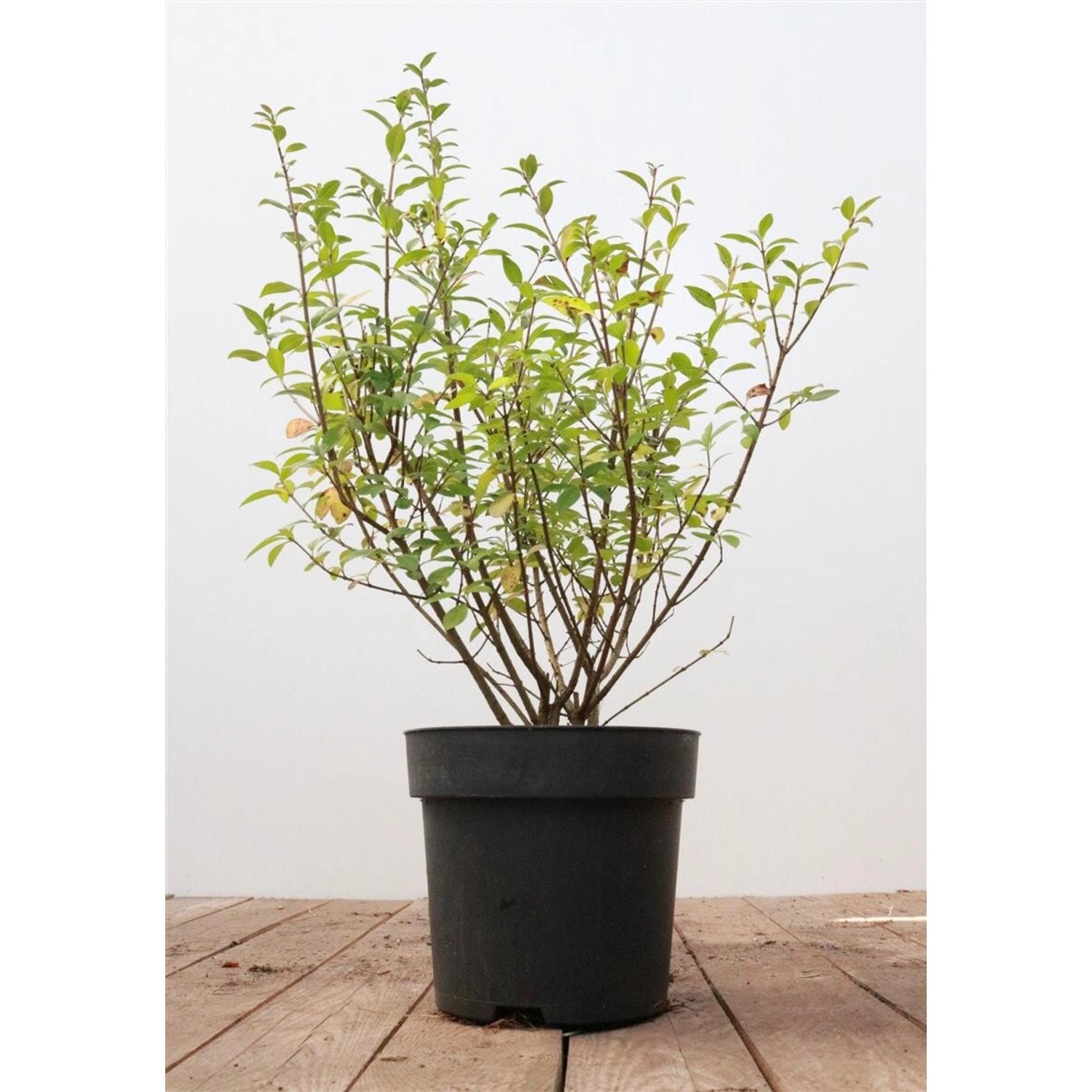 Ligustrum vulgare 'Atrovirens' 40-60 cm günstig online kaufen