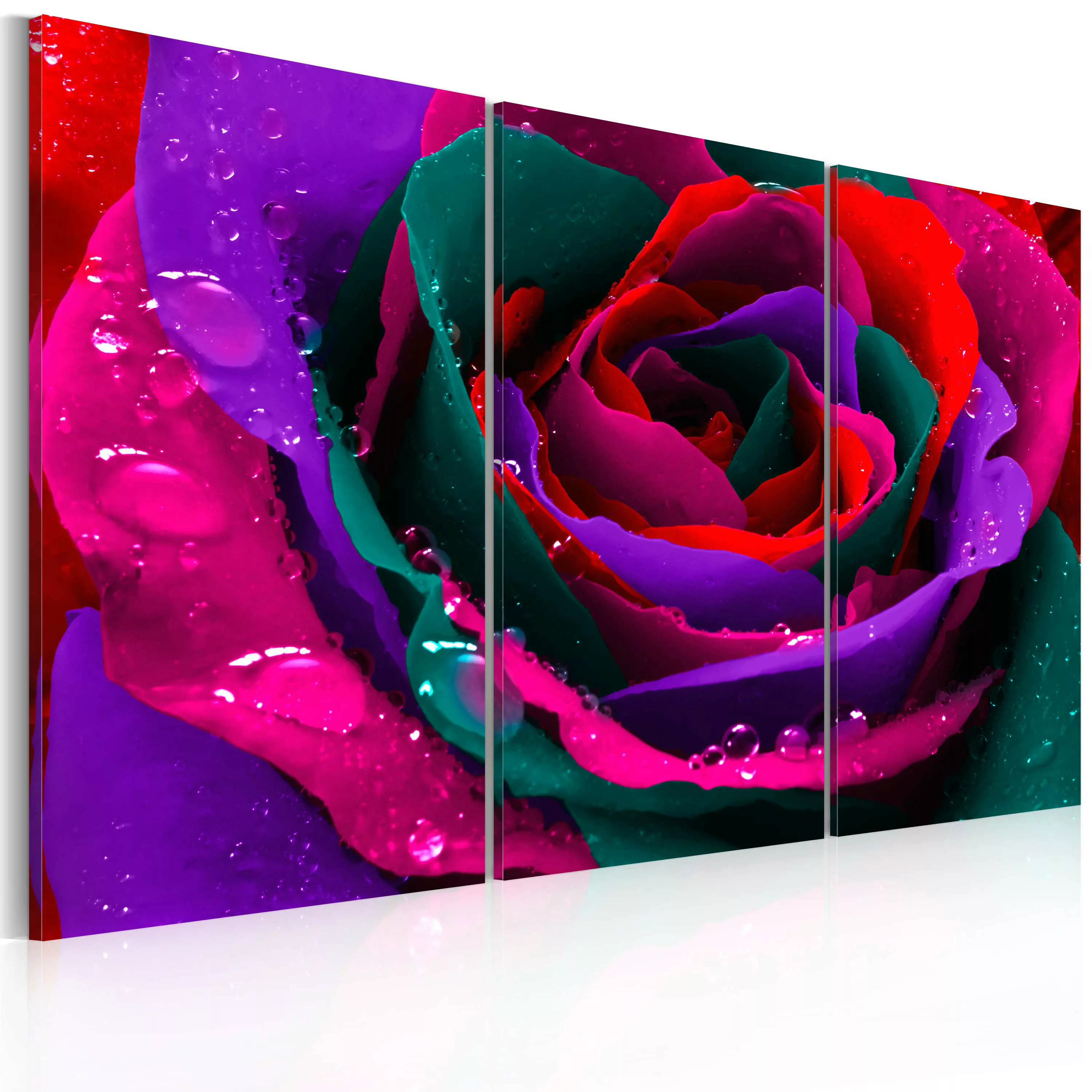 Wandbild - Regenbogenfarbene Rose günstig online kaufen