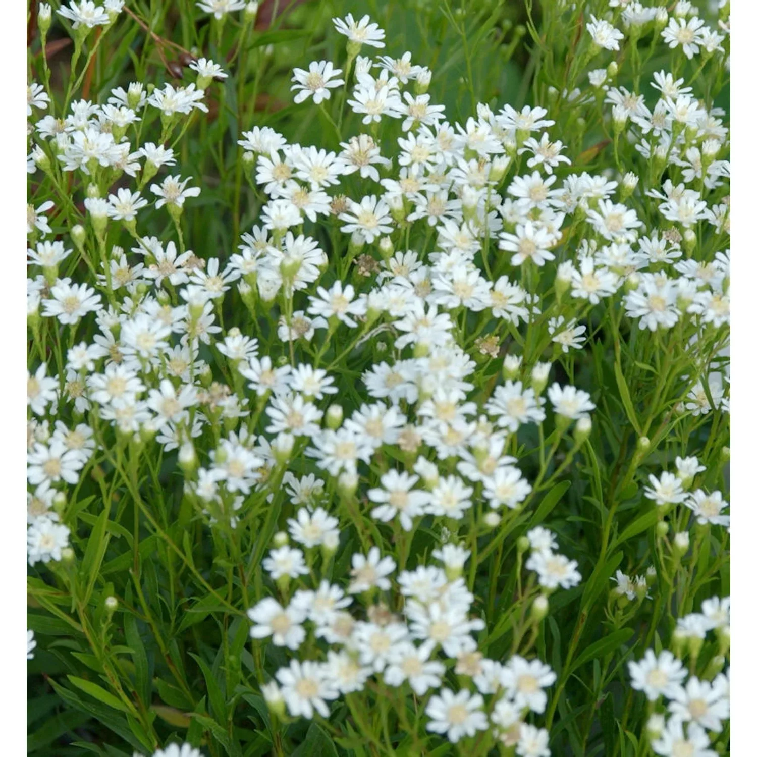 Hochland-Aster Major - Aster ptarmicoides günstig online kaufen