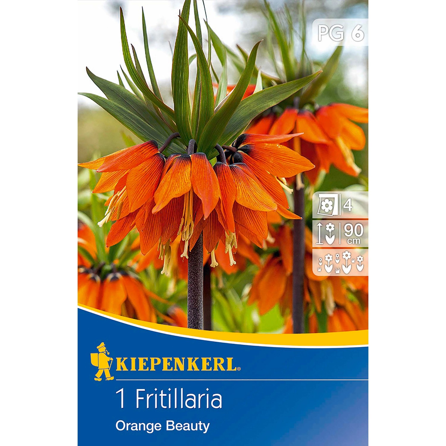 Kiepenkerl Kaiserkrone Orange Beauty 1 Stück günstig online kaufen