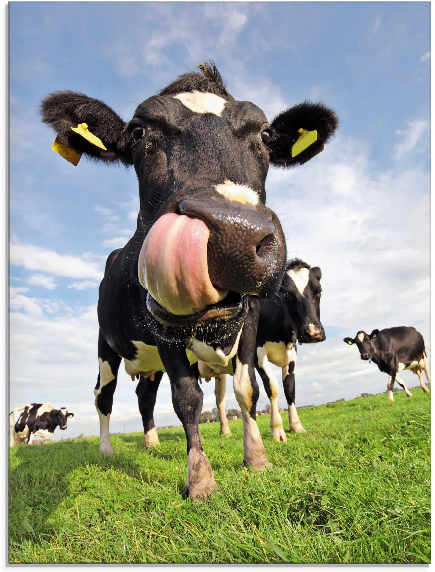 Artland Glasbild "Holstein-Kuh mit gewaltiger Zunge", Haustiere, (1 St.), i günstig online kaufen
