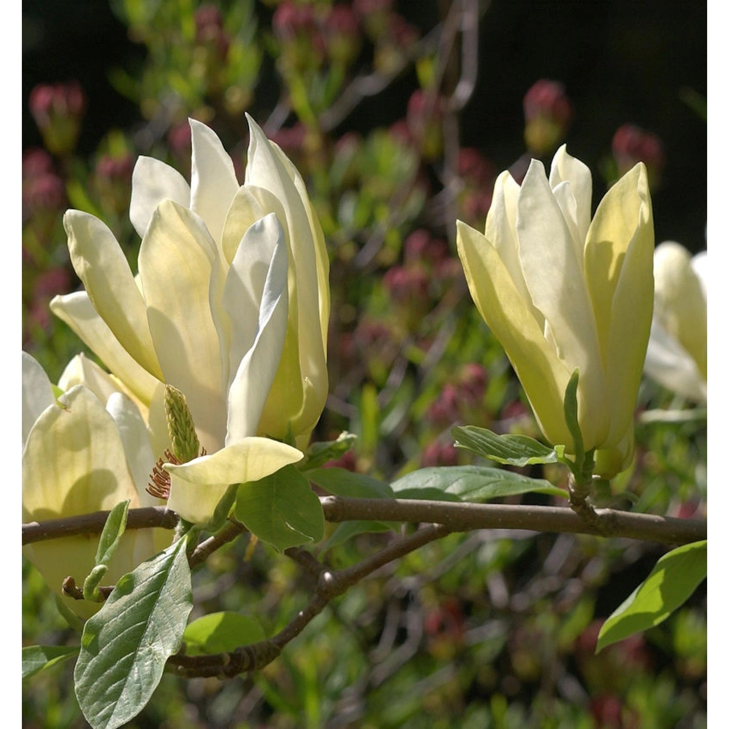 Magnolie Yellow Bird 60-80cm - Magnolia günstig online kaufen