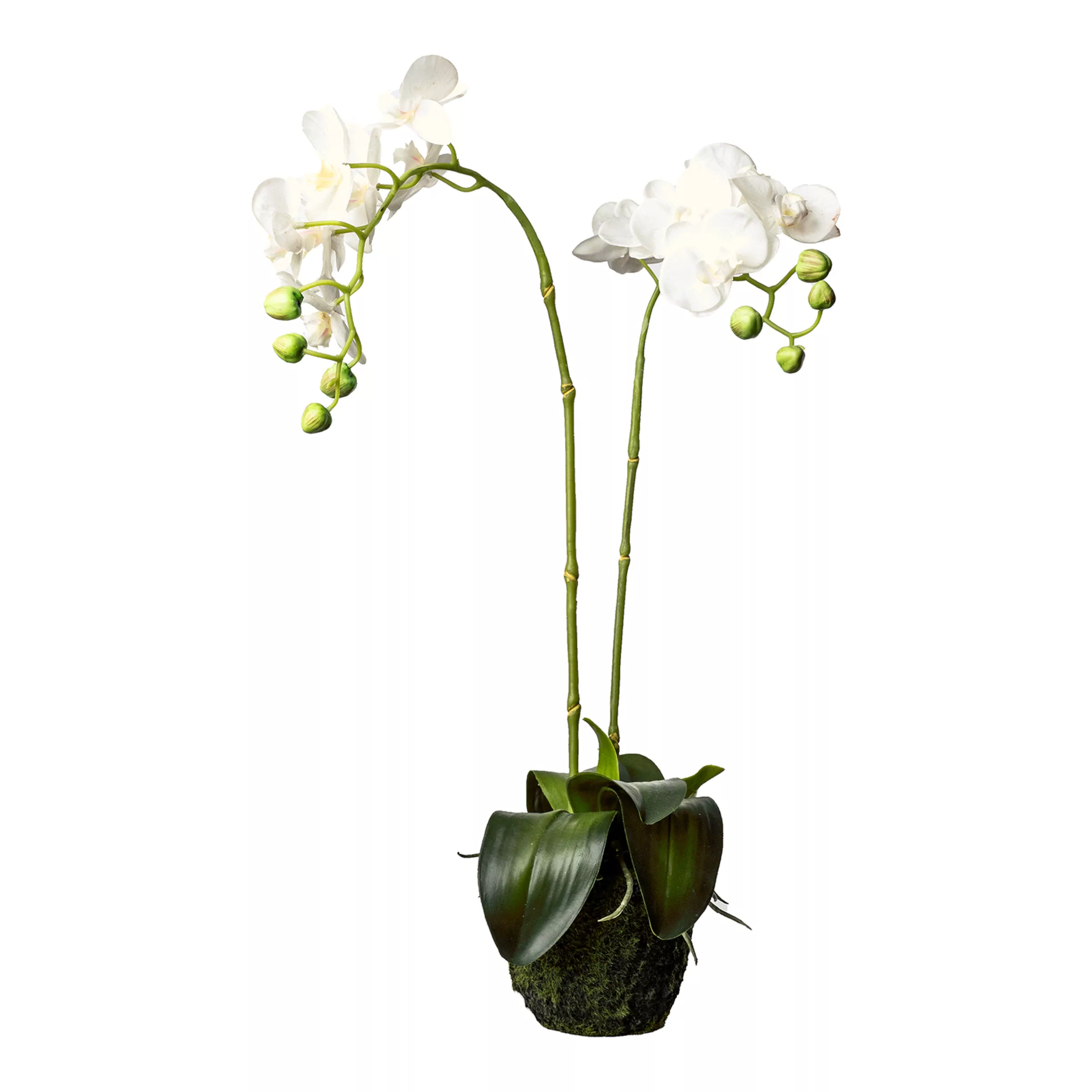 Orchidee Phalaenopsis in Erde ca. 62cm günstig online kaufen