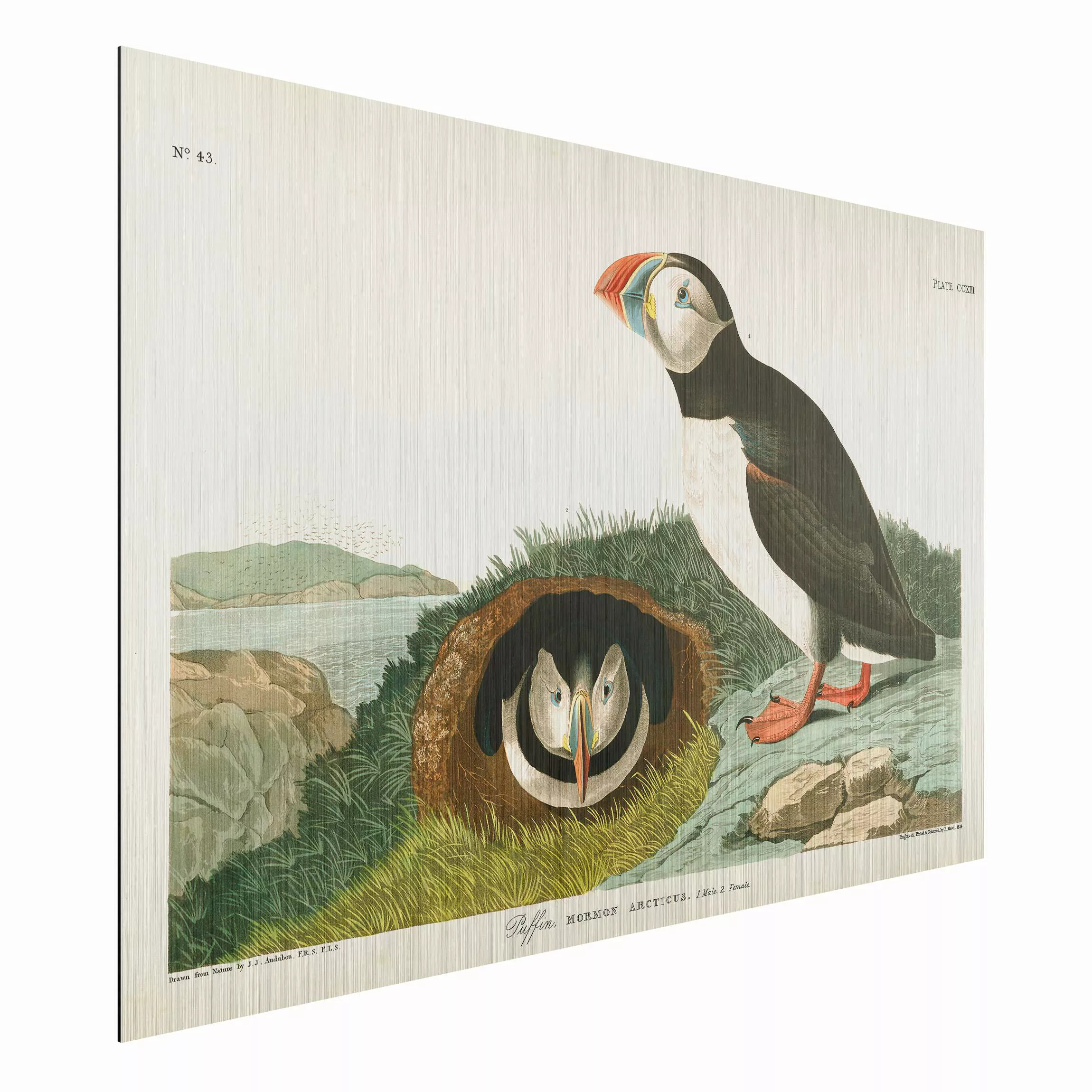 Alu-Dibond Bild Natur & Landschaft - Querformat 3:2 Vintage Lehrtafel Papag günstig online kaufen