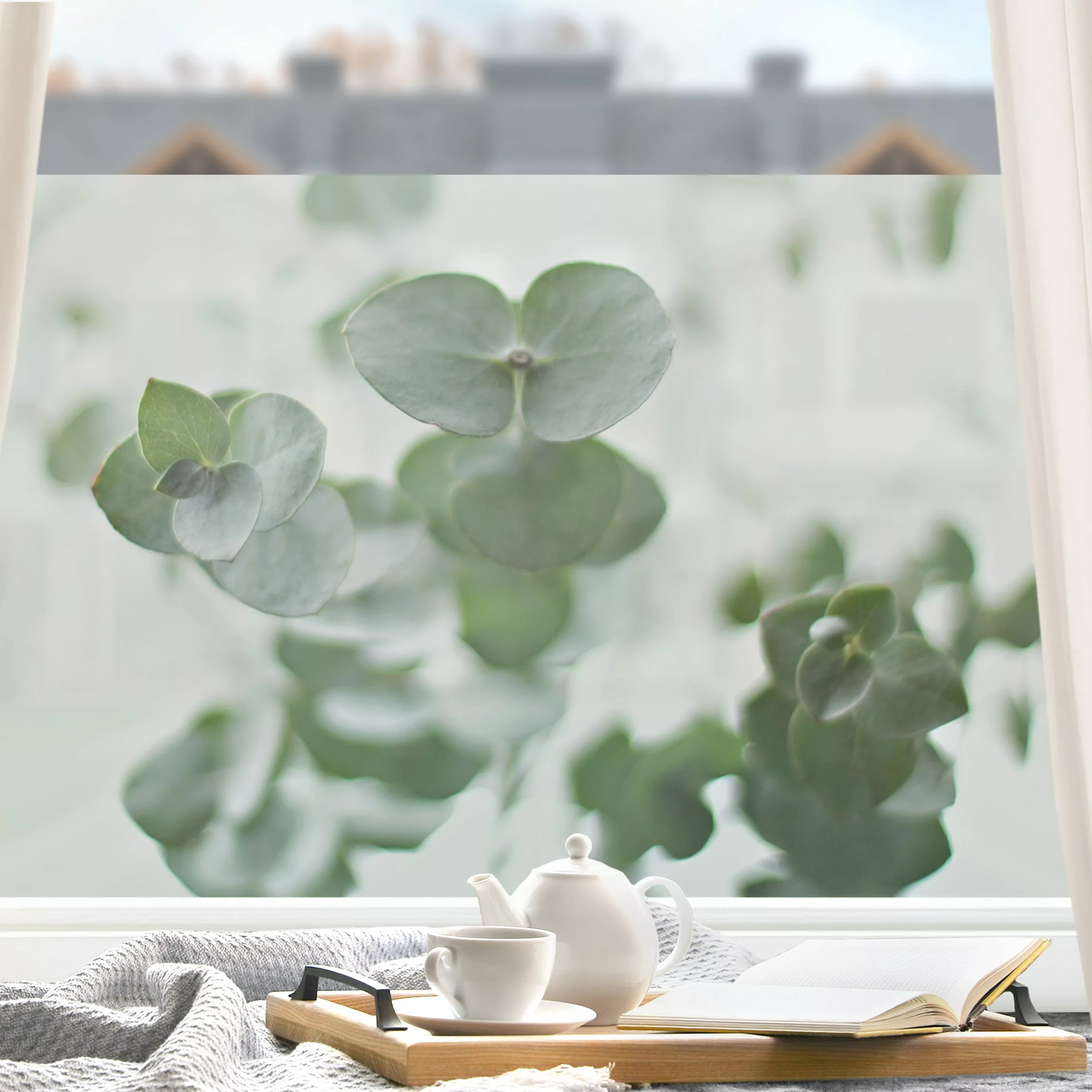 Fensterfolie Wachsende Eukalyptuszweige günstig online kaufen