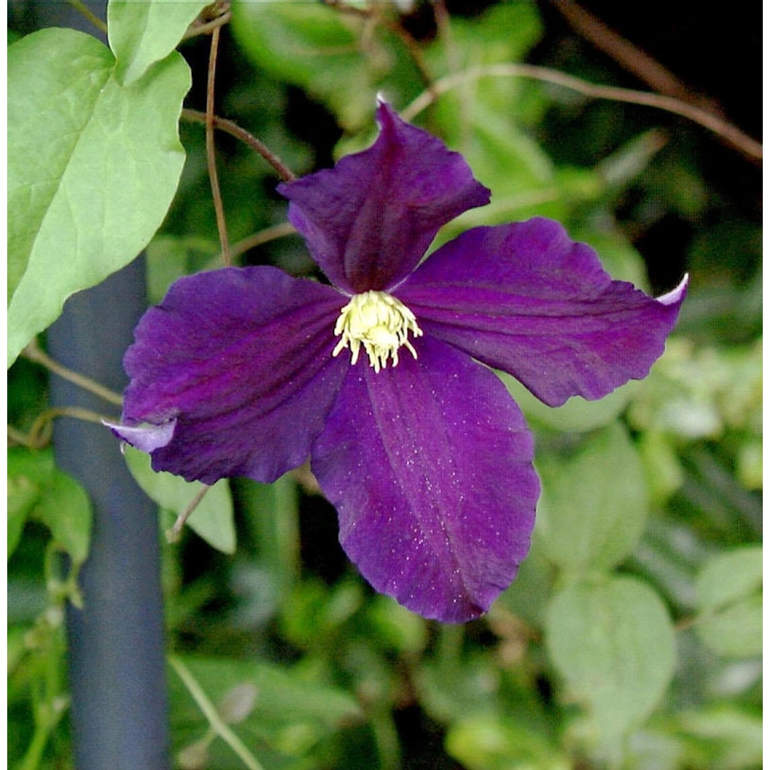 Robuste Waldrebe Viola 60-80cm - Clematis viticella günstig online kaufen