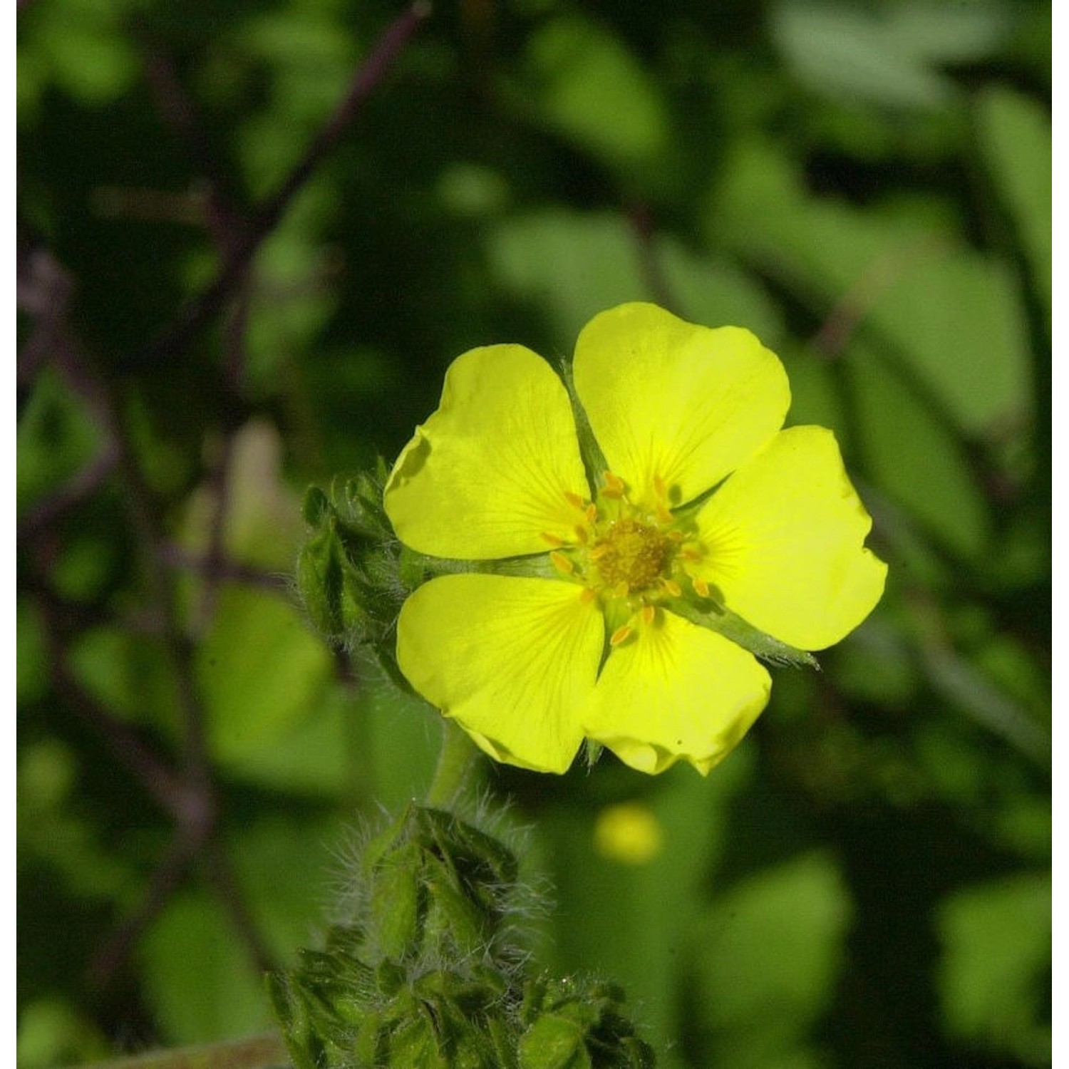 Aufrechtes Fingerkraut - Potentilla recta günstig online kaufen