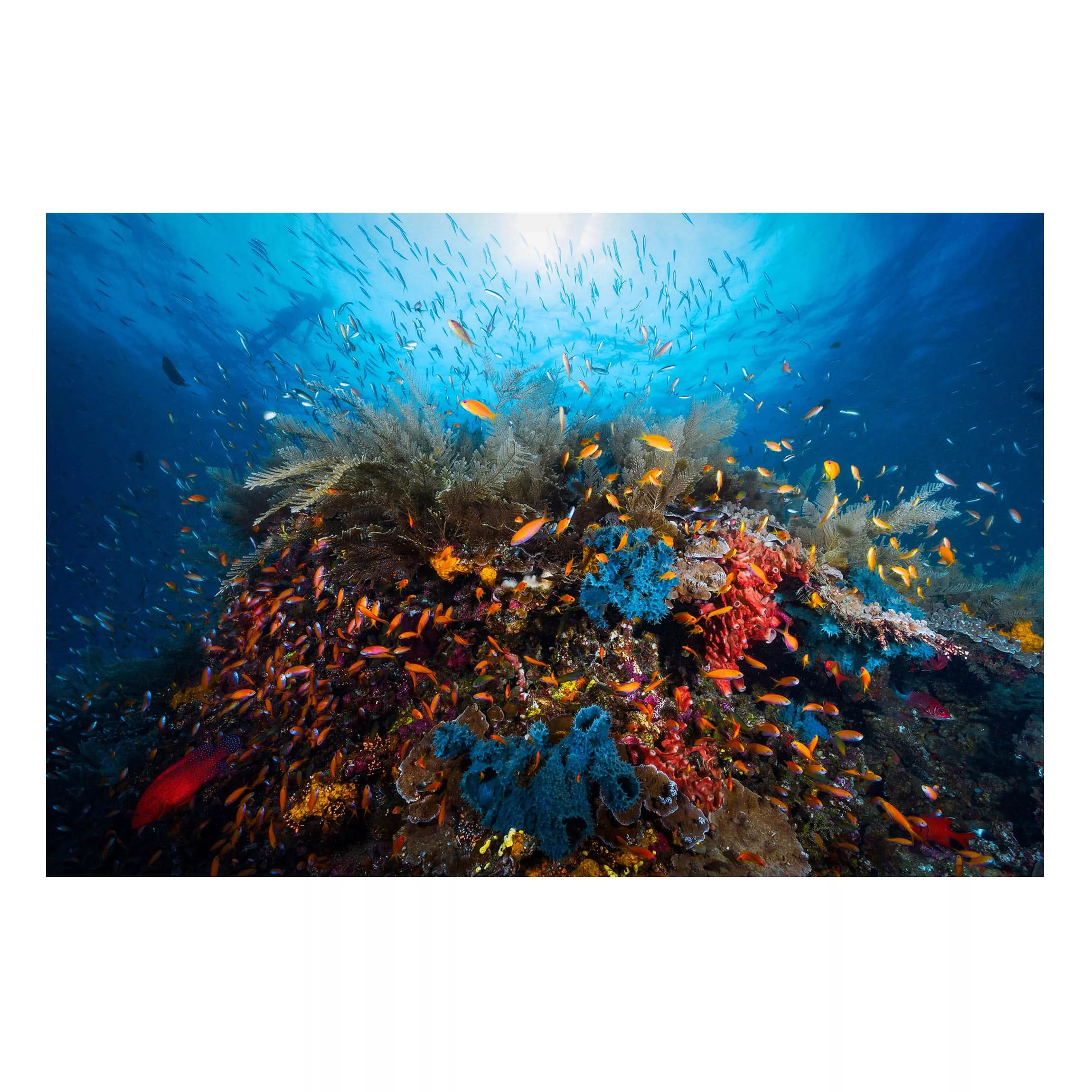Magnettafel Tiere - Querformat 3:2 Lagune Unterwasser günstig online kaufen