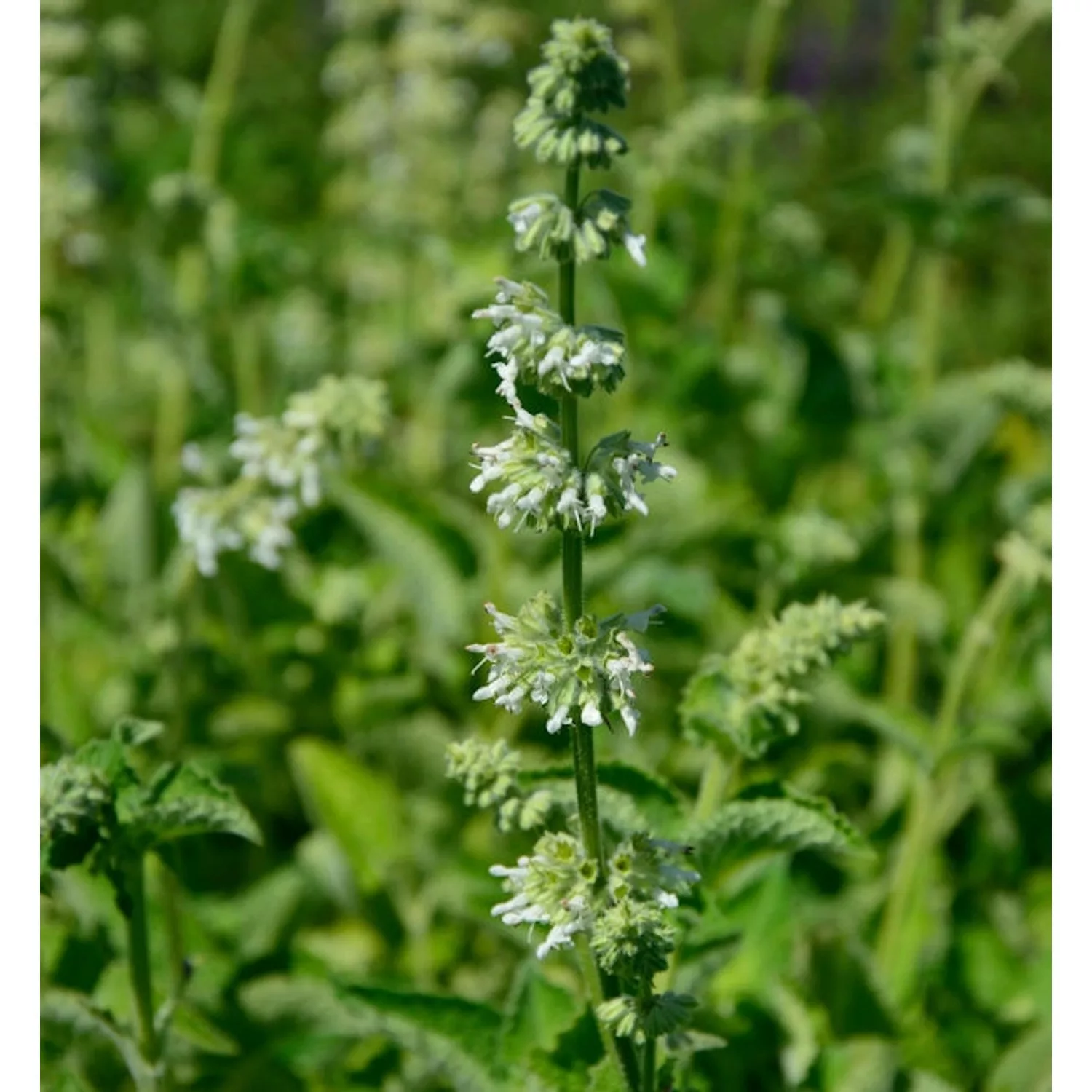 Quirlblütiger Salbei Alba - Salvia verticillata günstig online kaufen