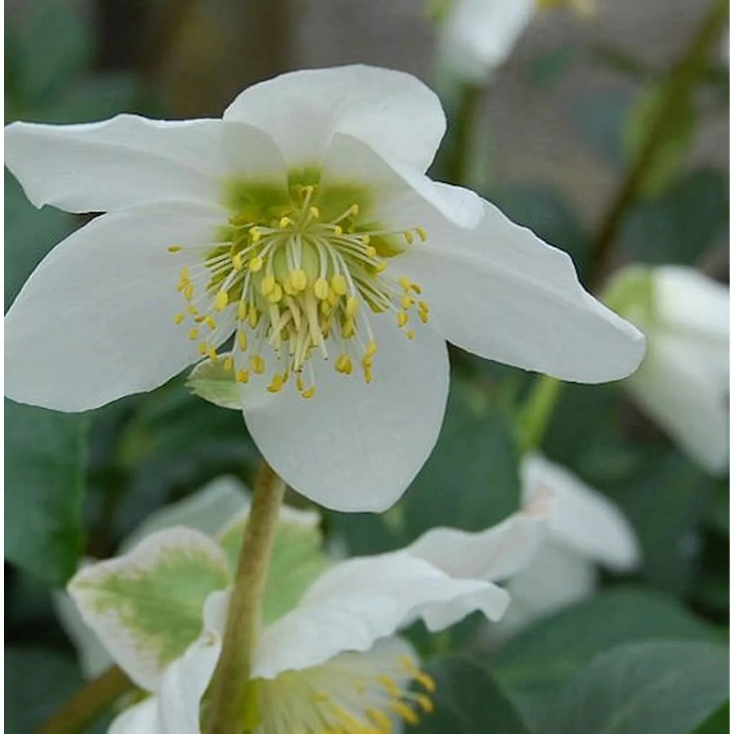 Christrose Praecox - Helleborus niger günstig online kaufen