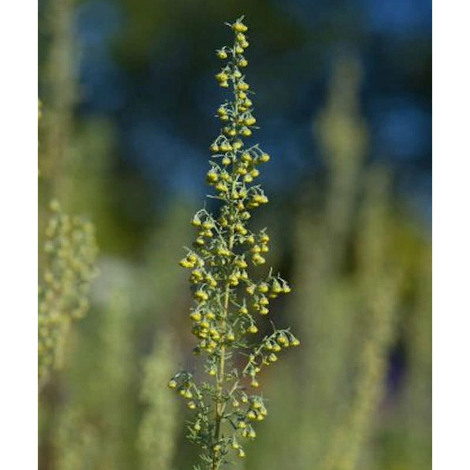 Römischer Wermut - Artemisia pontica günstig online kaufen