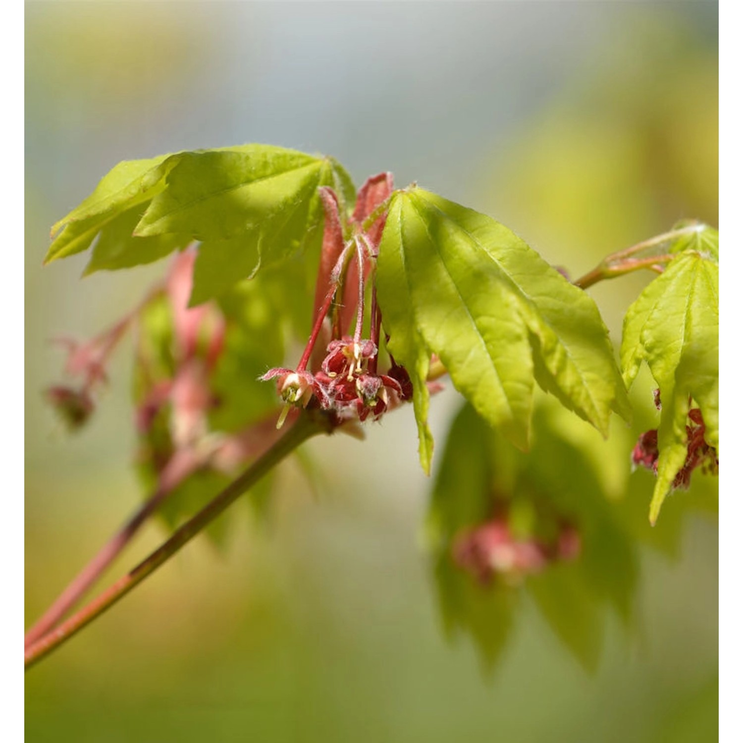 Weinblatt Ahorn 100-125cm - Acer circinatum günstig online kaufen