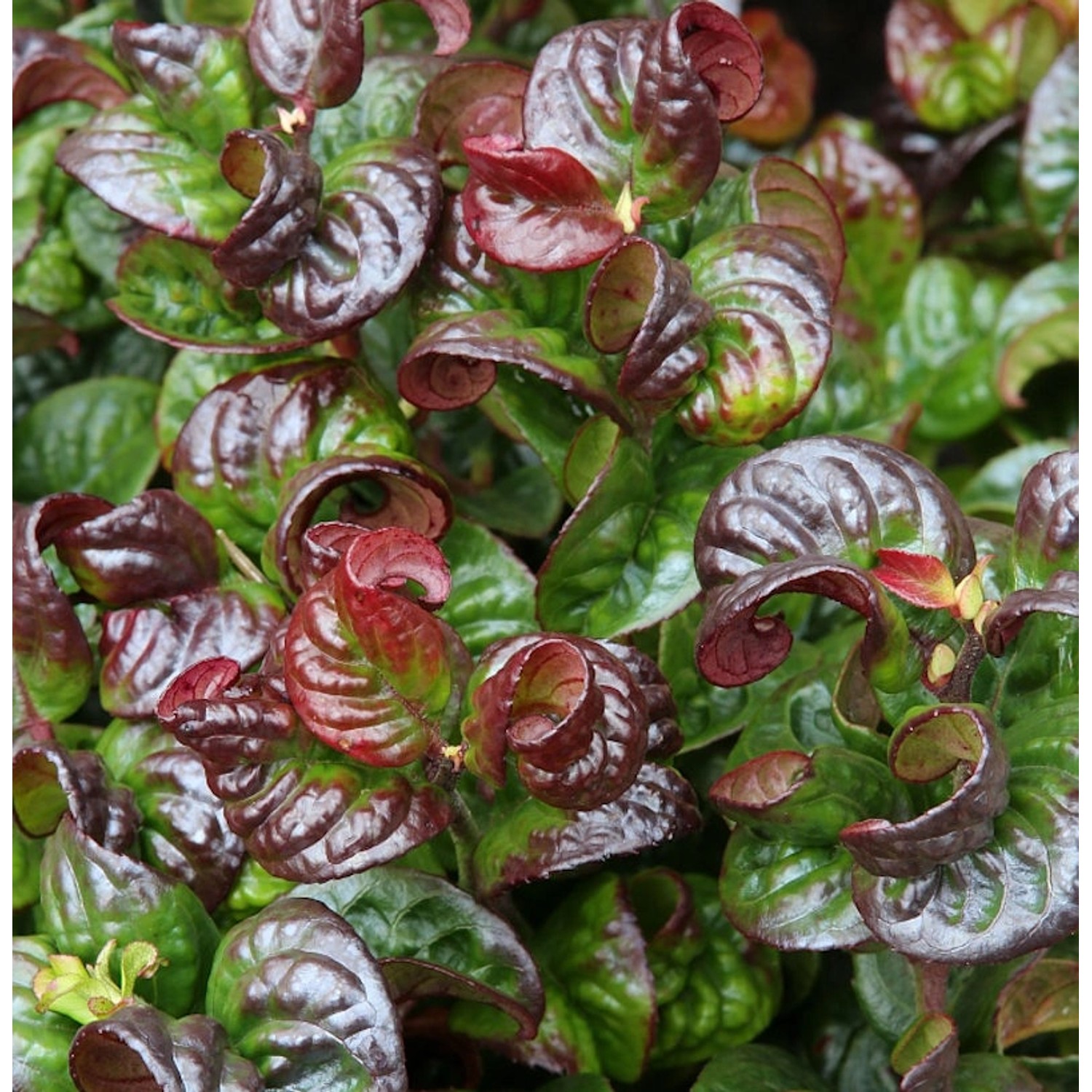 Traubenheide Traubenmyrte Curly Red 25-30cm - Leucothoe axillaris günstig online kaufen