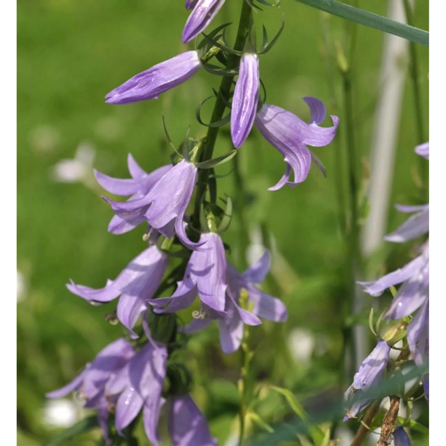 Nesselglockenblume - Campanula trachelium günstig online kaufen