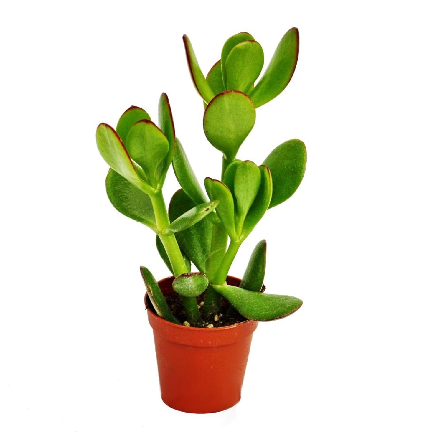 Exotenherz Crassula Portulacea Geldbaum im 8,5cm Topf günstig online kaufen