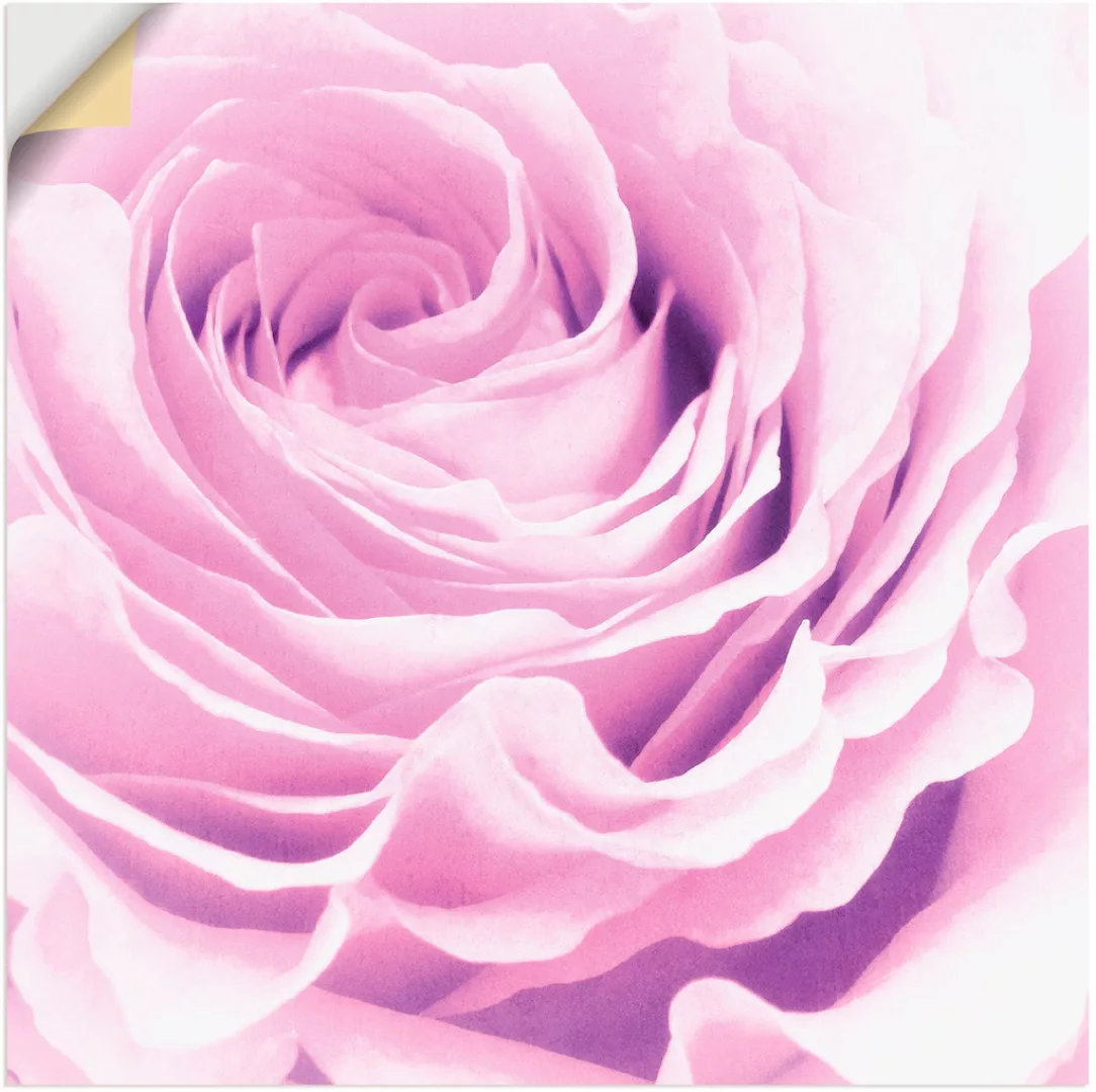 Artland Wandbild »Pastell Rose«, Blumen, (1 St.) günstig online kaufen