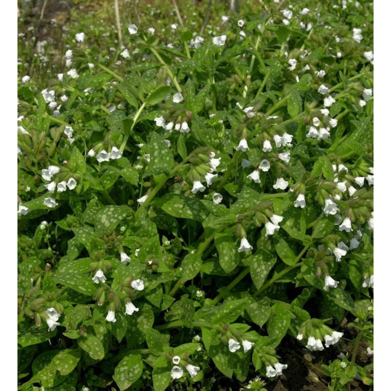 Weißes Echtes Lungenkraut - Pulmonaria officinalis günstig online kaufen