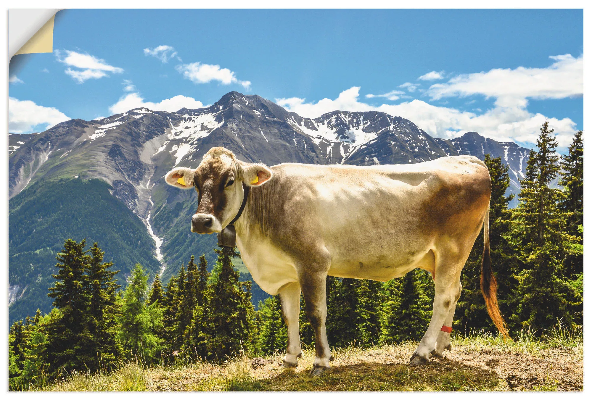 Artland Wandbild »Bergkuh in den Alpen im Sommer«, Haustiere, (1 St.), als günstig online kaufen
