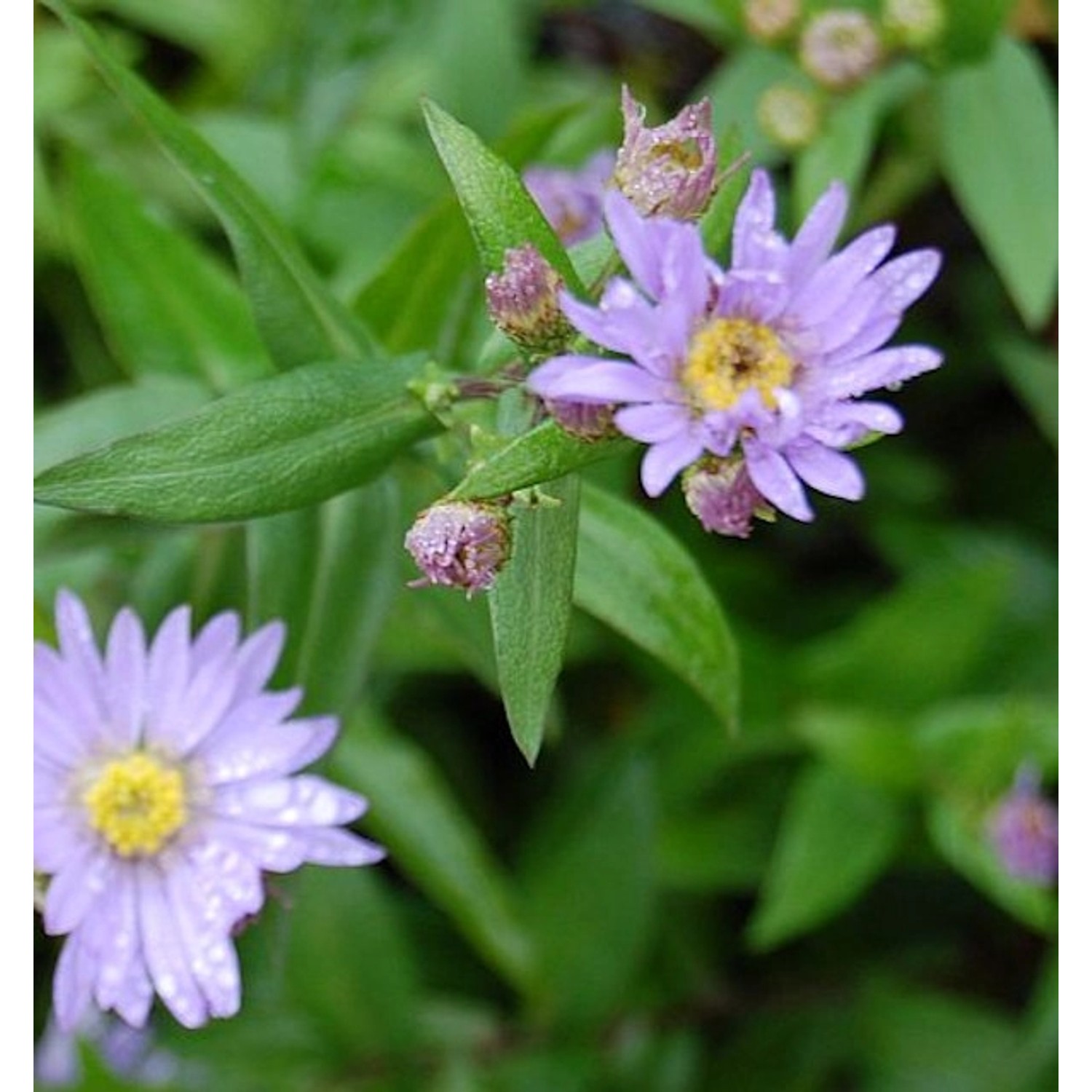 Glattblattaster Blaue Nachhut - Aster novi belgii günstig online kaufen