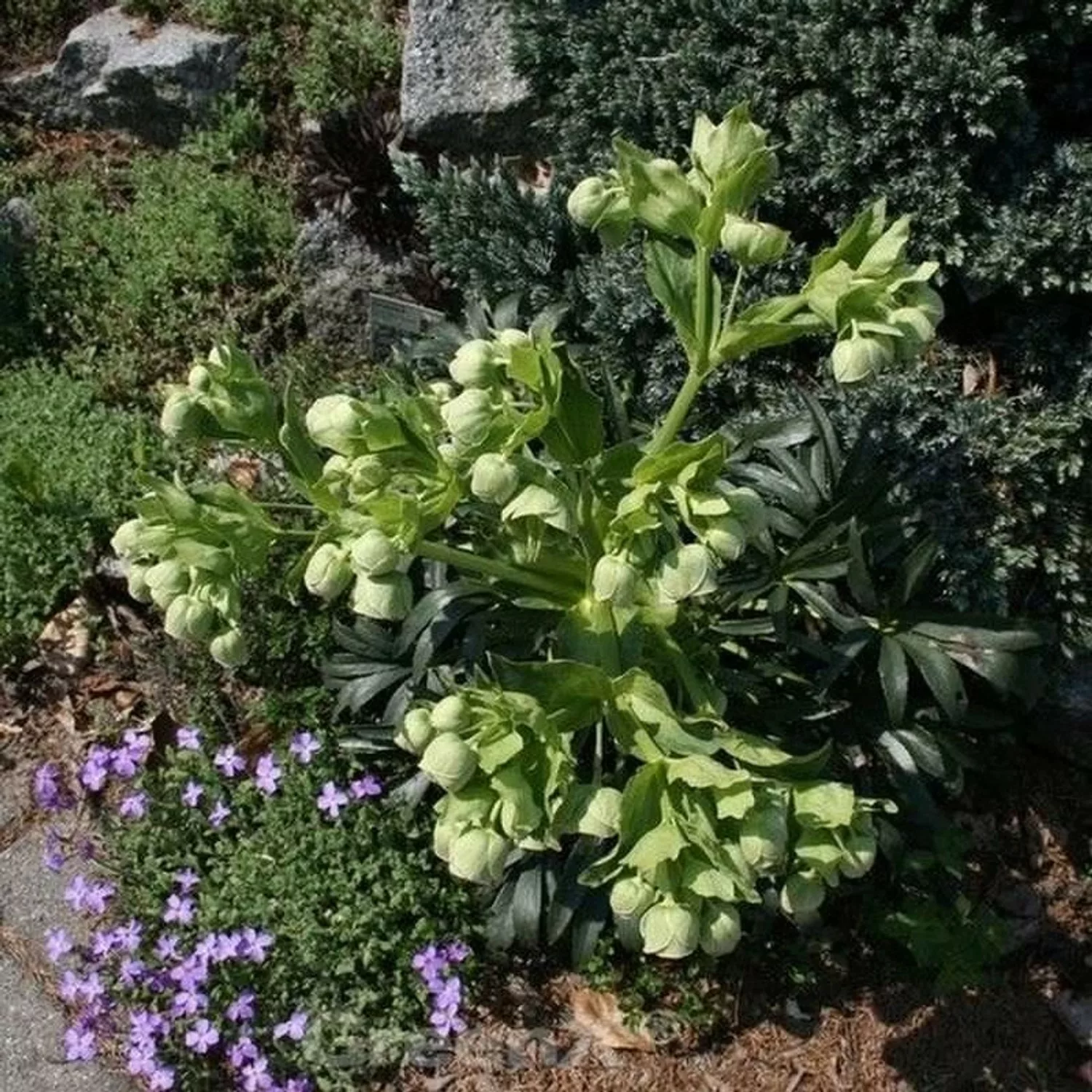 Stinkender Nieswurz Wester Flisk - Helleborus foetidus günstig online kaufen