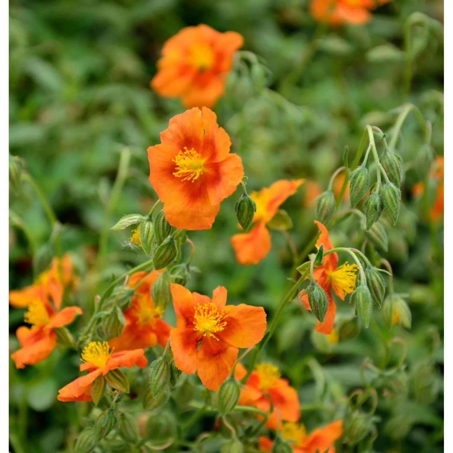 Sonnenröschen Braungold - Helianthemum cultorum günstig online kaufen