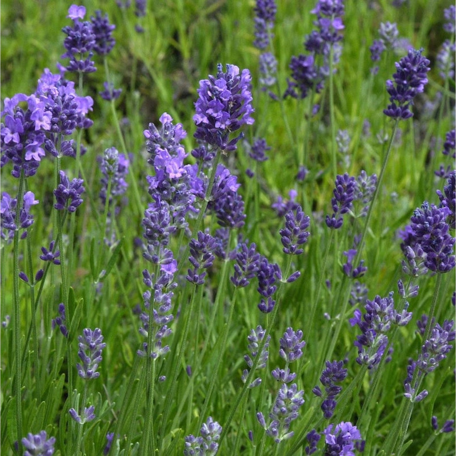 Echter Lavendel Melissa Lilac - Lavandula angustifolia günstig online kaufen