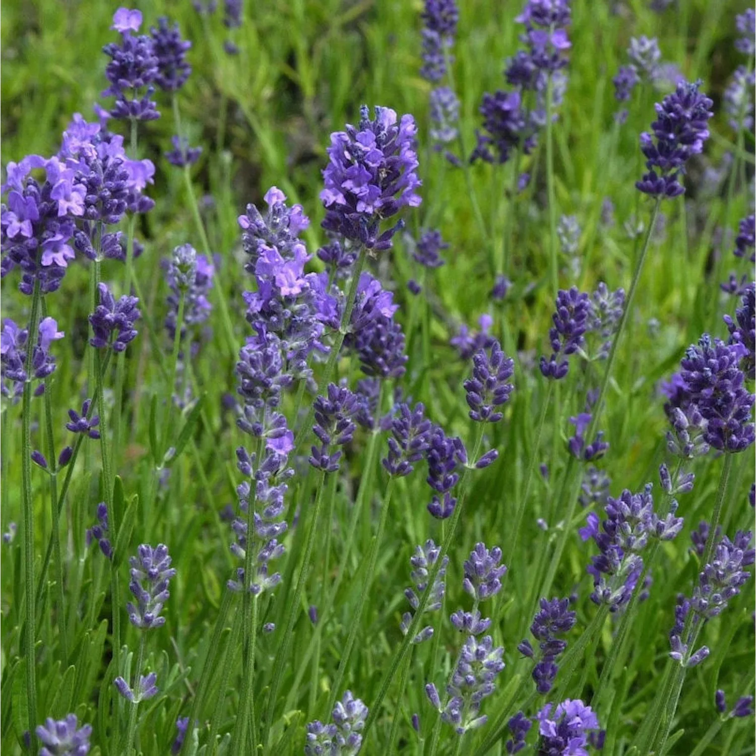 Echter Lavendel Melissa Lilac - Lavandula angustifolia günstig online kaufen