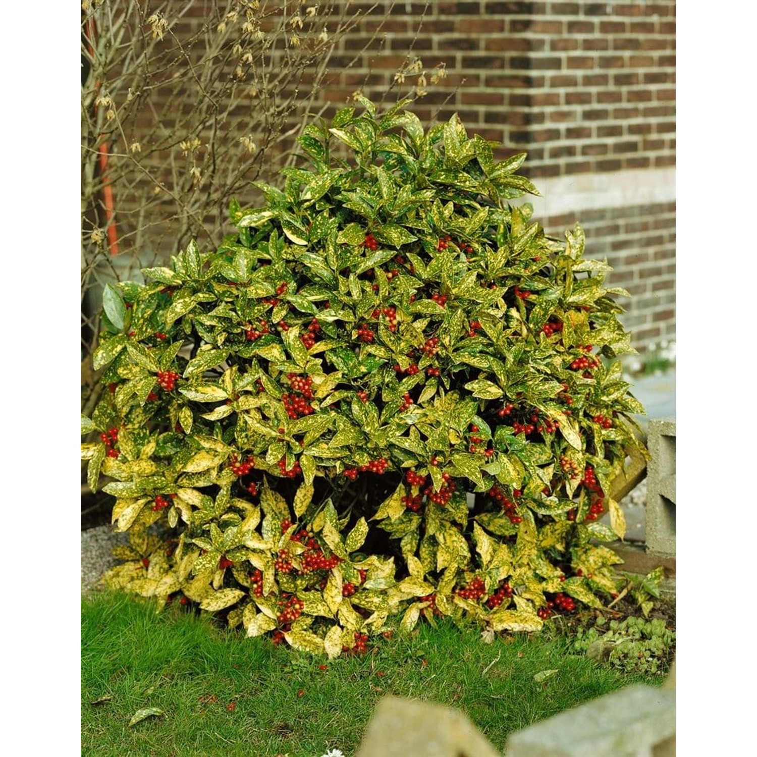 Aucuba Japonica Crotonifolia Japanische Aukube Grün-Gelb 10–15 cm günstig online kaufen