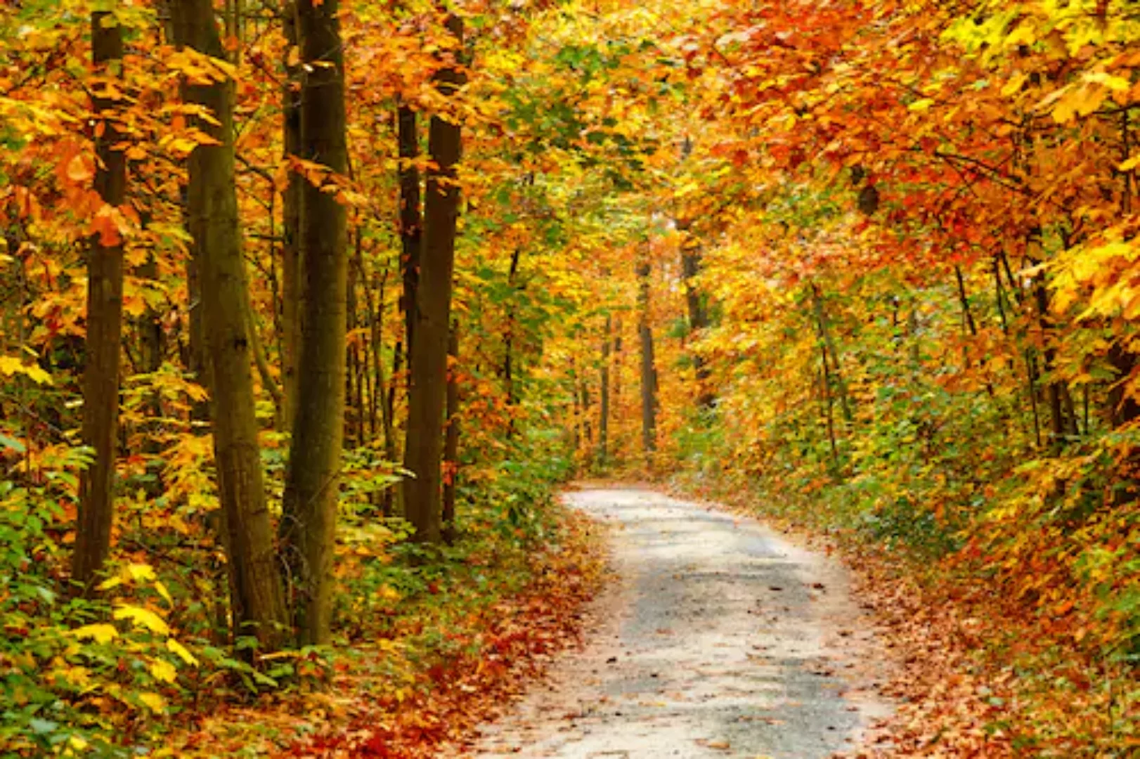 Papermoon Fototapete »Pathway in Colorful Autumn Forest« günstig online kaufen