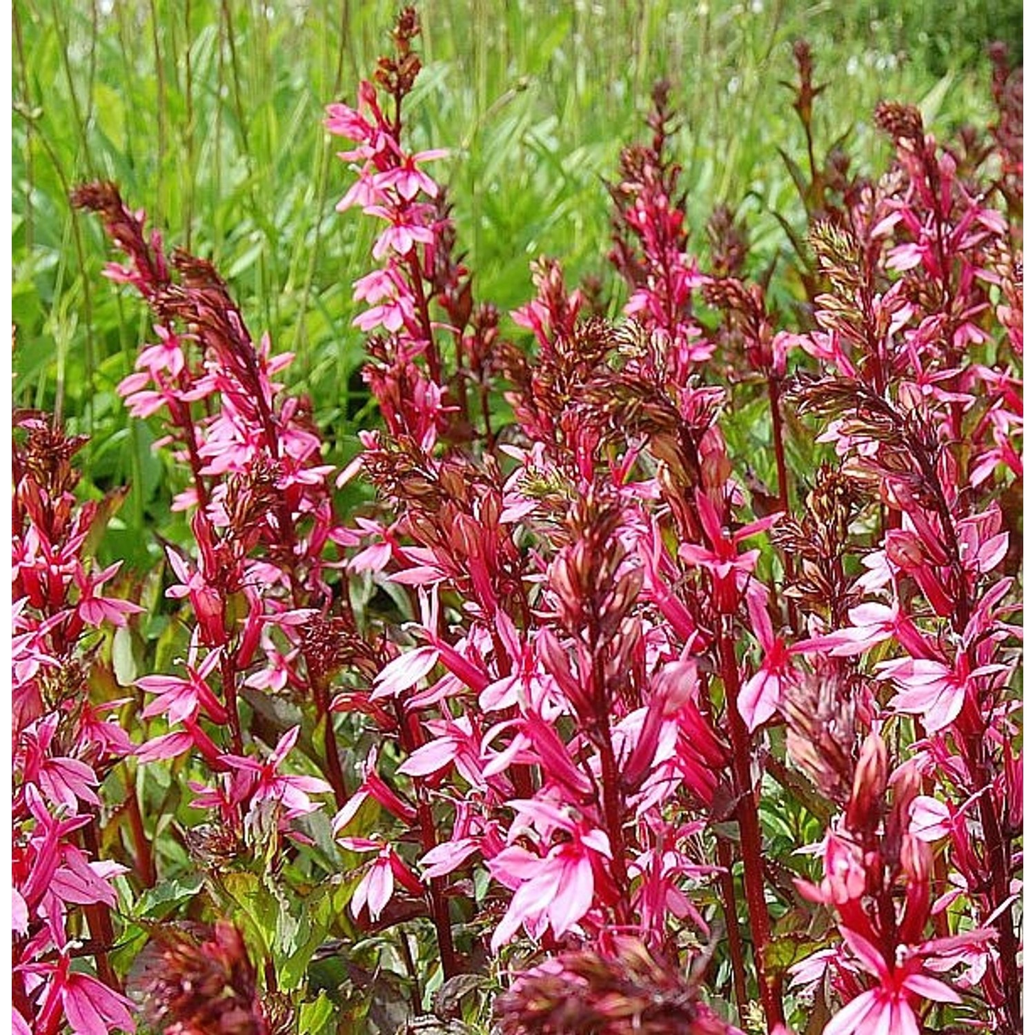 Prachtlobelie Salmon - Lobelia speciosa günstig online kaufen