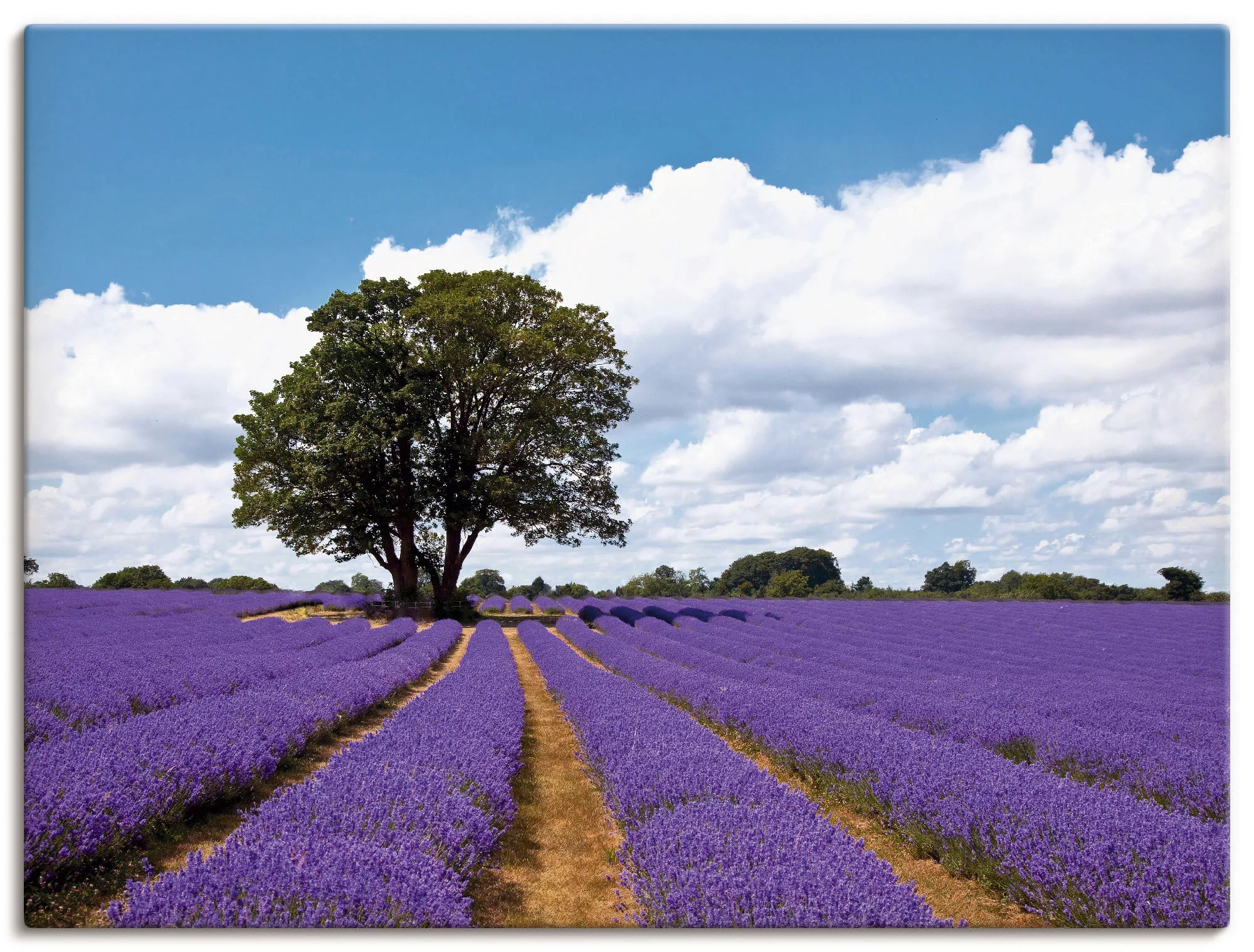 Artland Wandbild "Schönes Lavendelfeld im Sommer", Felder, (1 St.), als Alu günstig online kaufen