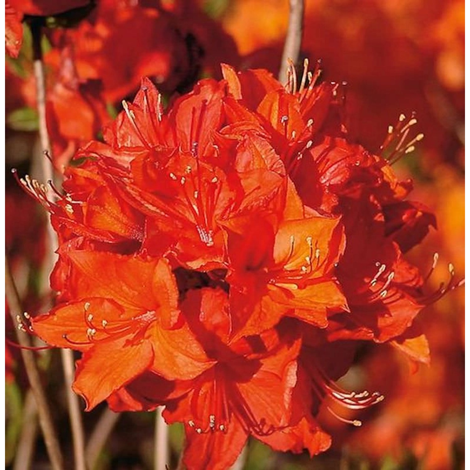 Azalee Parkfeuer 40-50cm - Rhododendron luteum - Alpenrose günstig online kaufen