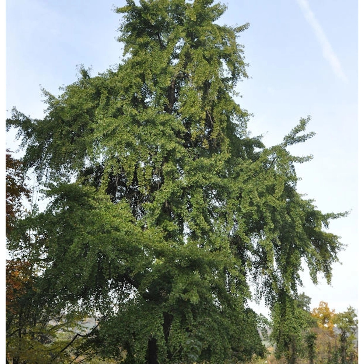 Fächerblattbaum 80-100cm - Ginkgo biloba günstig online kaufen