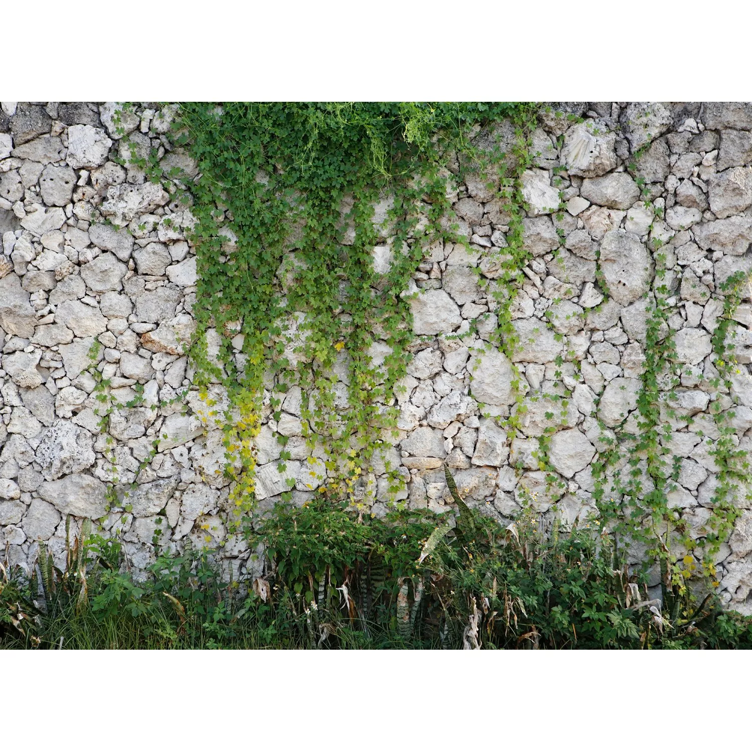 Fototapete Steinwand Efeu Grau Grün 3,50 m x 2,55 m FSC® günstig online kaufen
