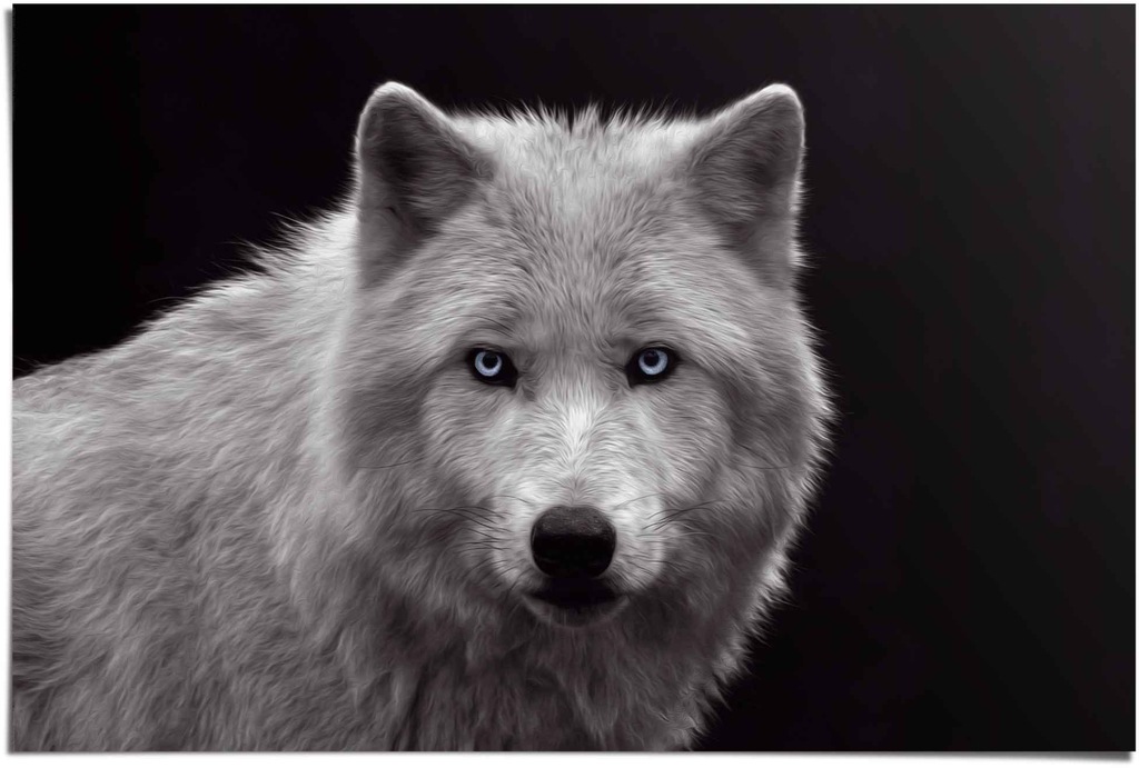 Reinders Poster "Weißer Wolf", (1 St.) günstig online kaufen